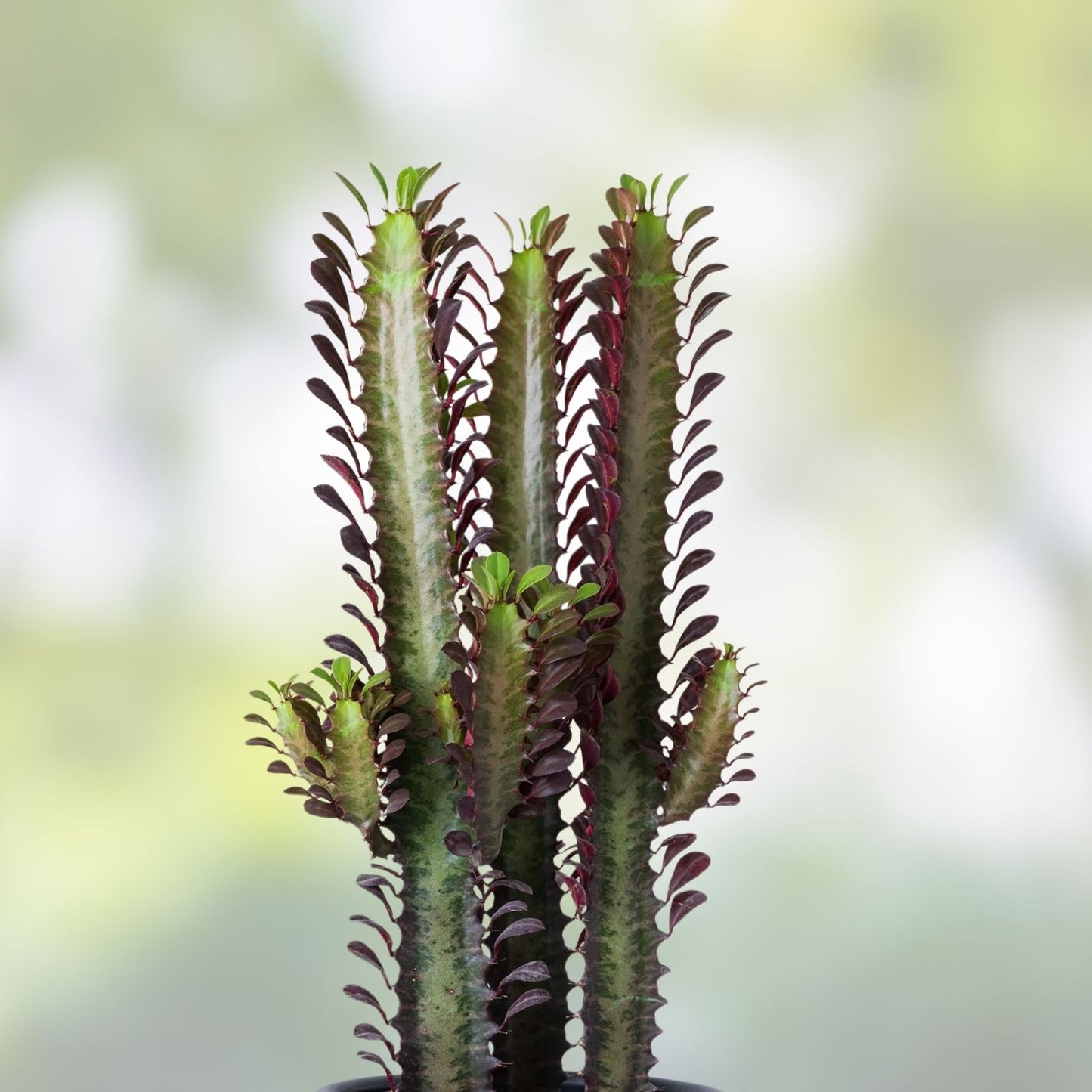 African Milk Tree Cuttings - Euphorbia trigona Succulent Plant - Easy Care Indoor and Outdoor Greenery