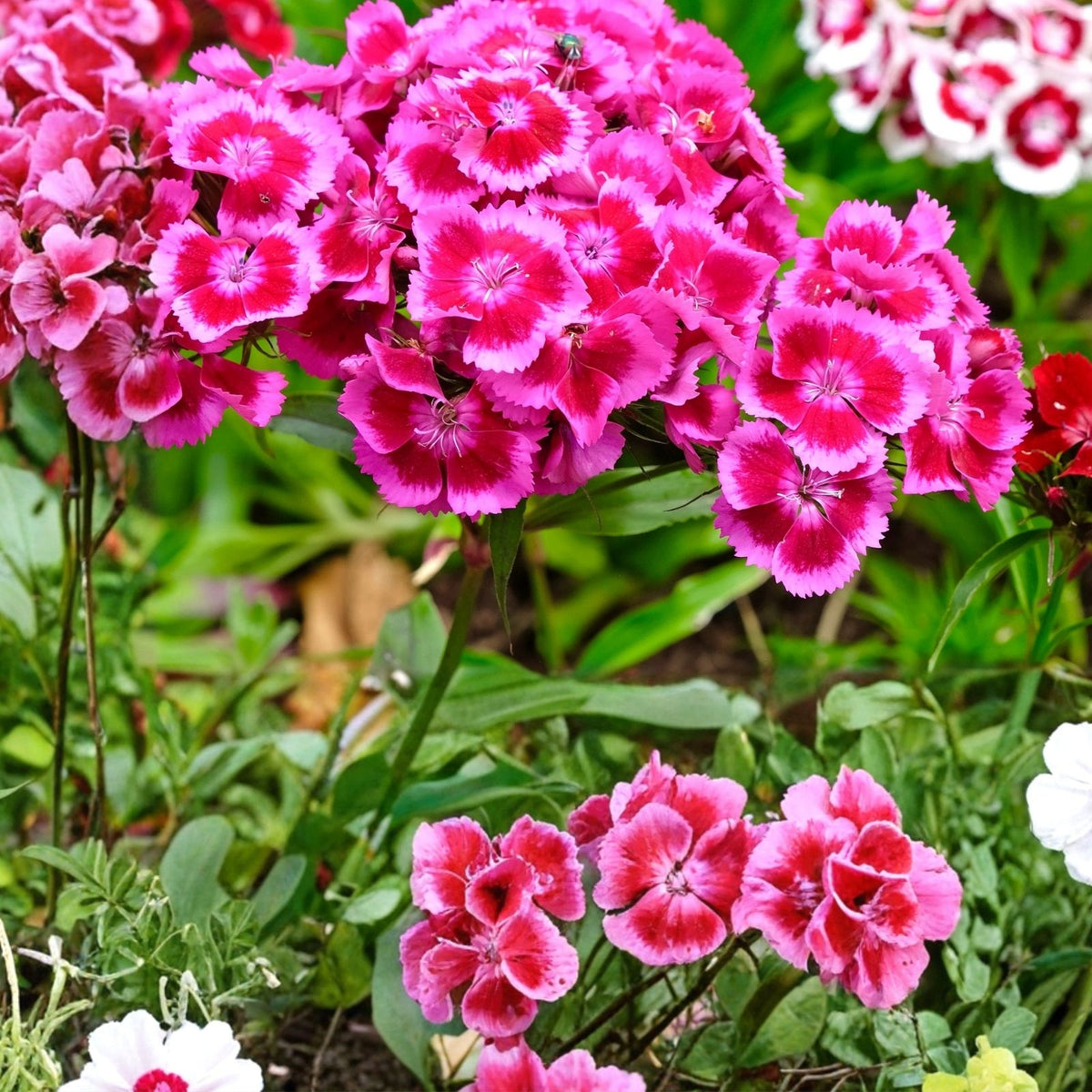 Candytuft Seeds Dwarf Fairy Mix 1000 Seeds Pink Lavender White Flowers Iberis umbellata Flower Seeds