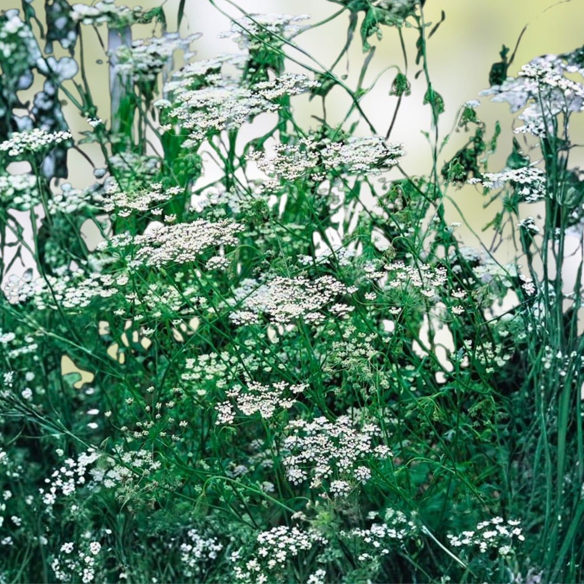 Anise Seeds 1000+ Heirloom Seeds - Aromatic Herb & Spice - Pimpinella anisum