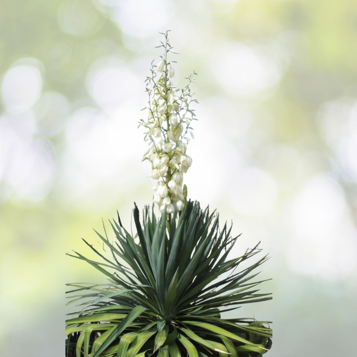 20 Yucca Glauca Soapweed Flower Seeds, Perennial Aloe Variety, Ideal for Soap Making, FREE SHIPPING!