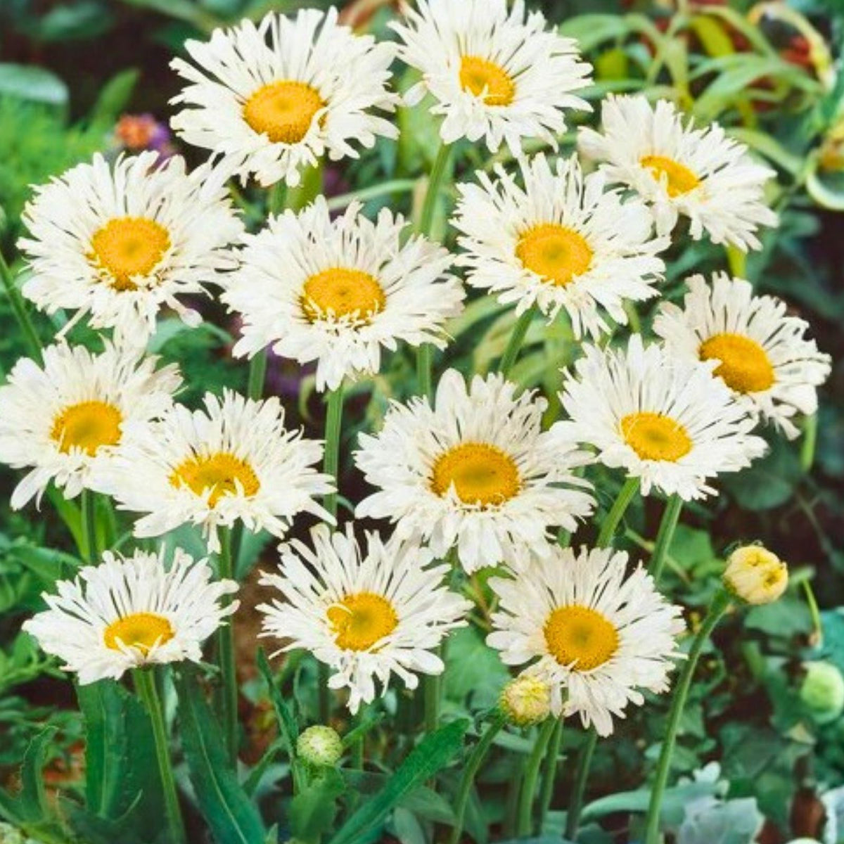 Shasta Daisy Seeds 25+ Pack Bright White Yellow Flowers Leucanthemum × superbum Garden Flower Seeds