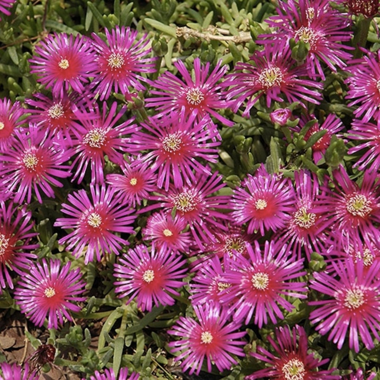 Creeping Ice Plant Cuttings 12 Pack Purple Pink Ground Cover Delosperma Succulent, Low Maintenance, Drought Tolerant, Garden Plant