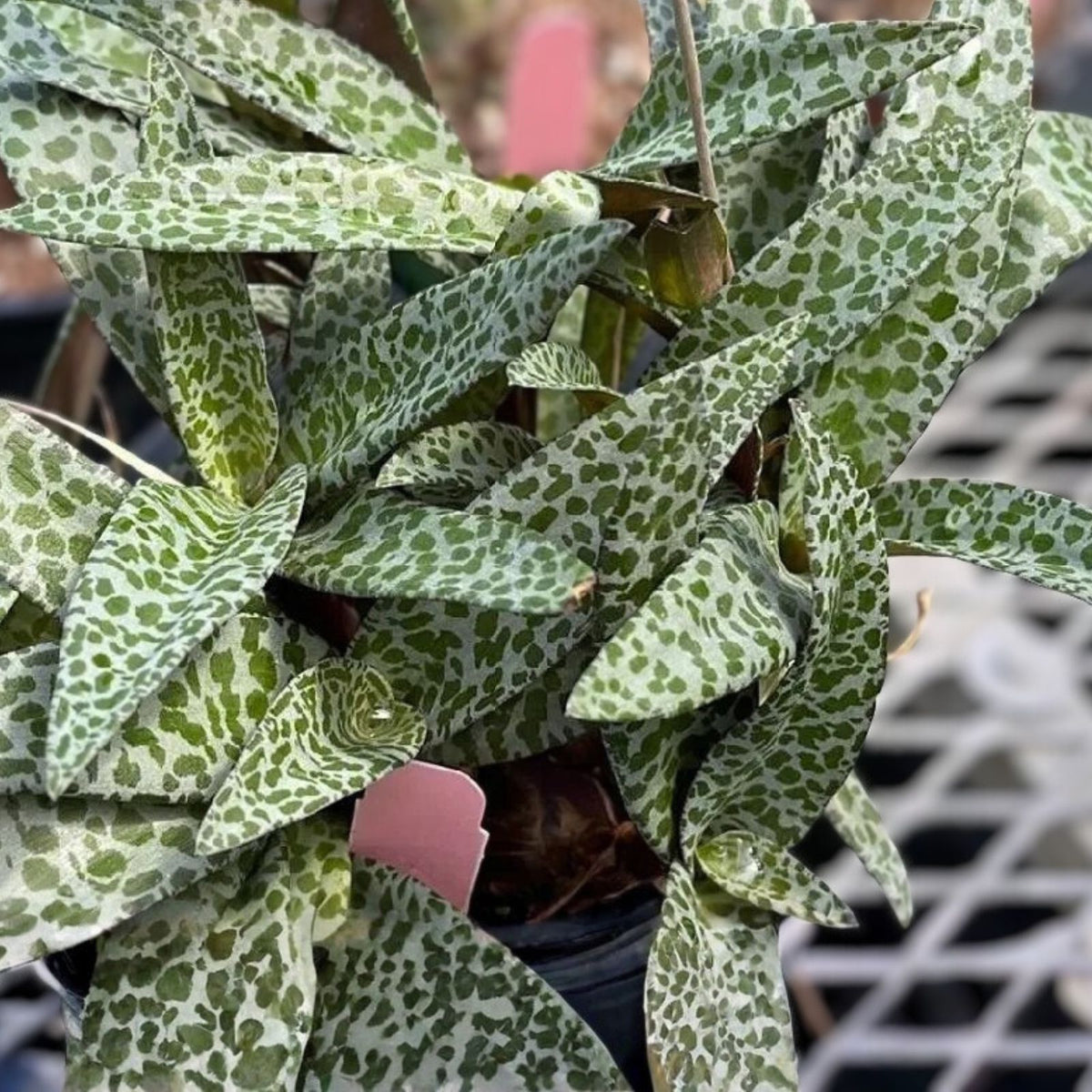 Silver Squill Plant 3" Pot Ledebouria Socialis Bulbous Perennial Striking Silver Green Foliage