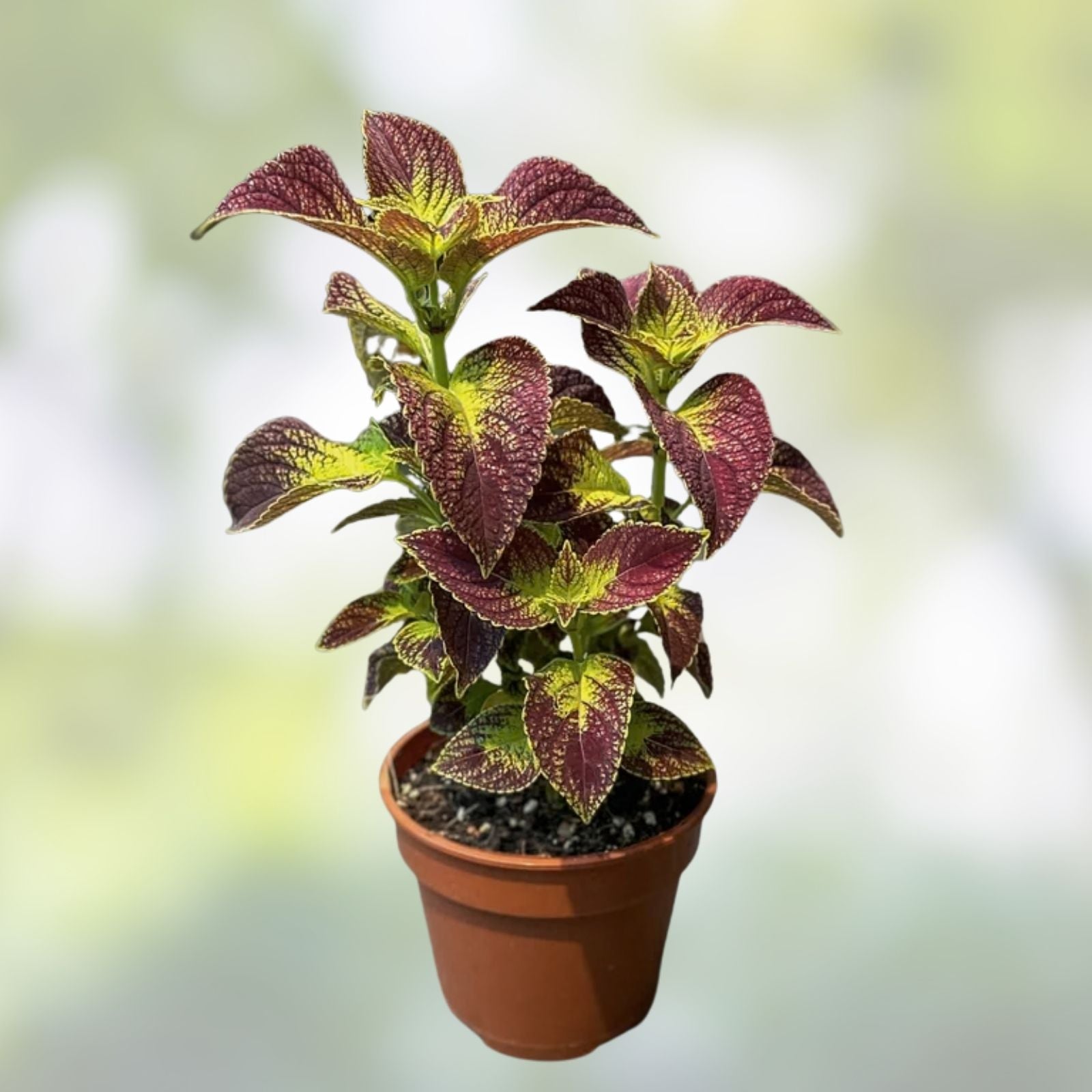 Coleus Splish Splash Live Starter Plant | Vibrant Ornamental Foliage | Coleus blumei