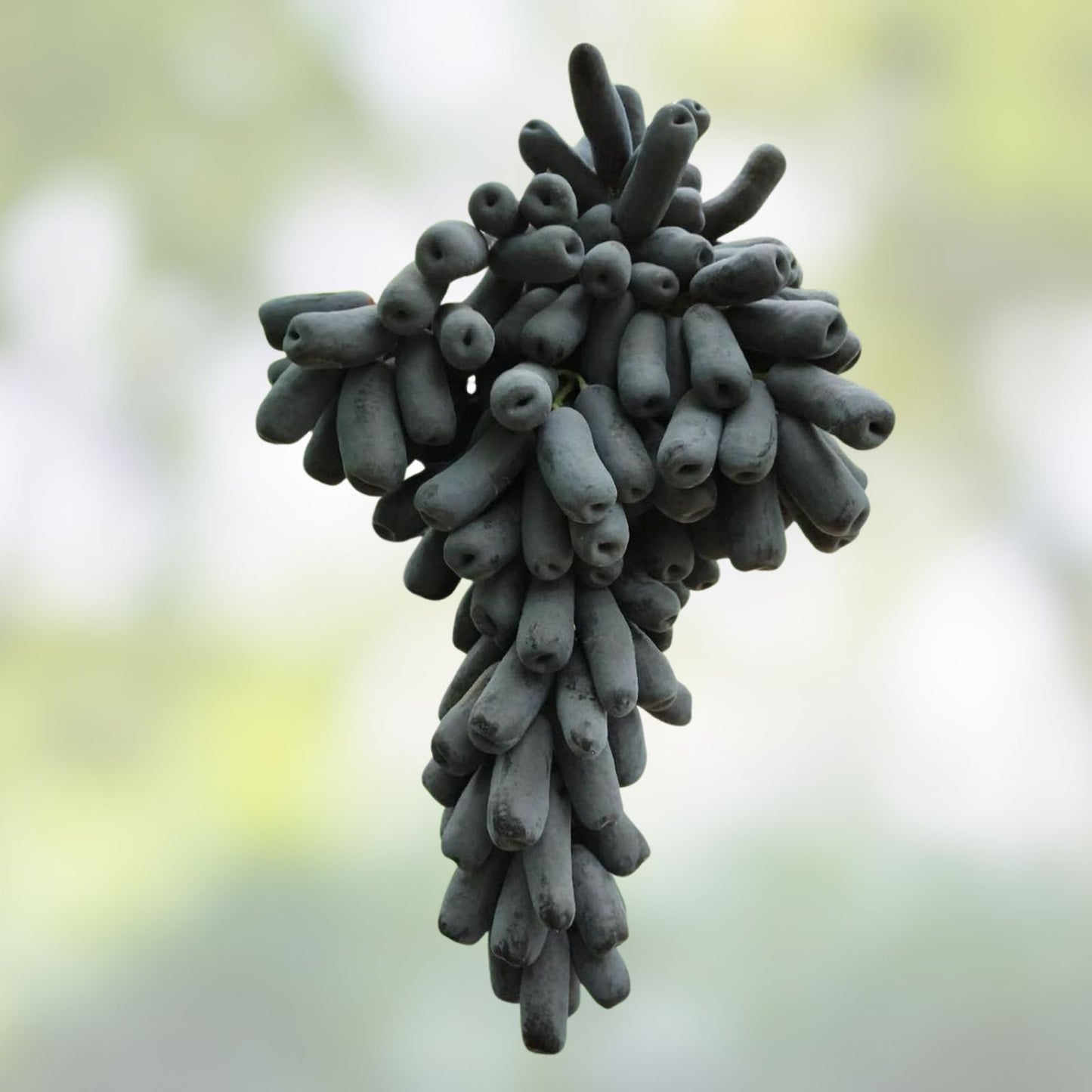 Lady Finger Vine Cuttings - Black Seedless Moon Drop Grape - Table Grape Plant - Vitis vinifera