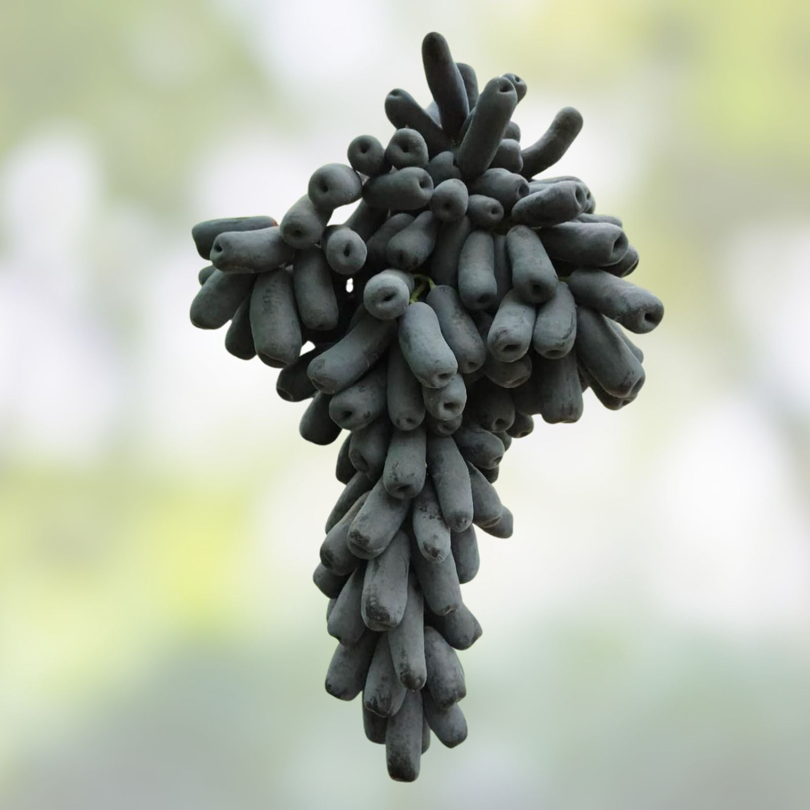 Lady Finger Vine Cuttings - Black Seedless Moon Drop Grape - Table Grape Plant - Vitis vinifera