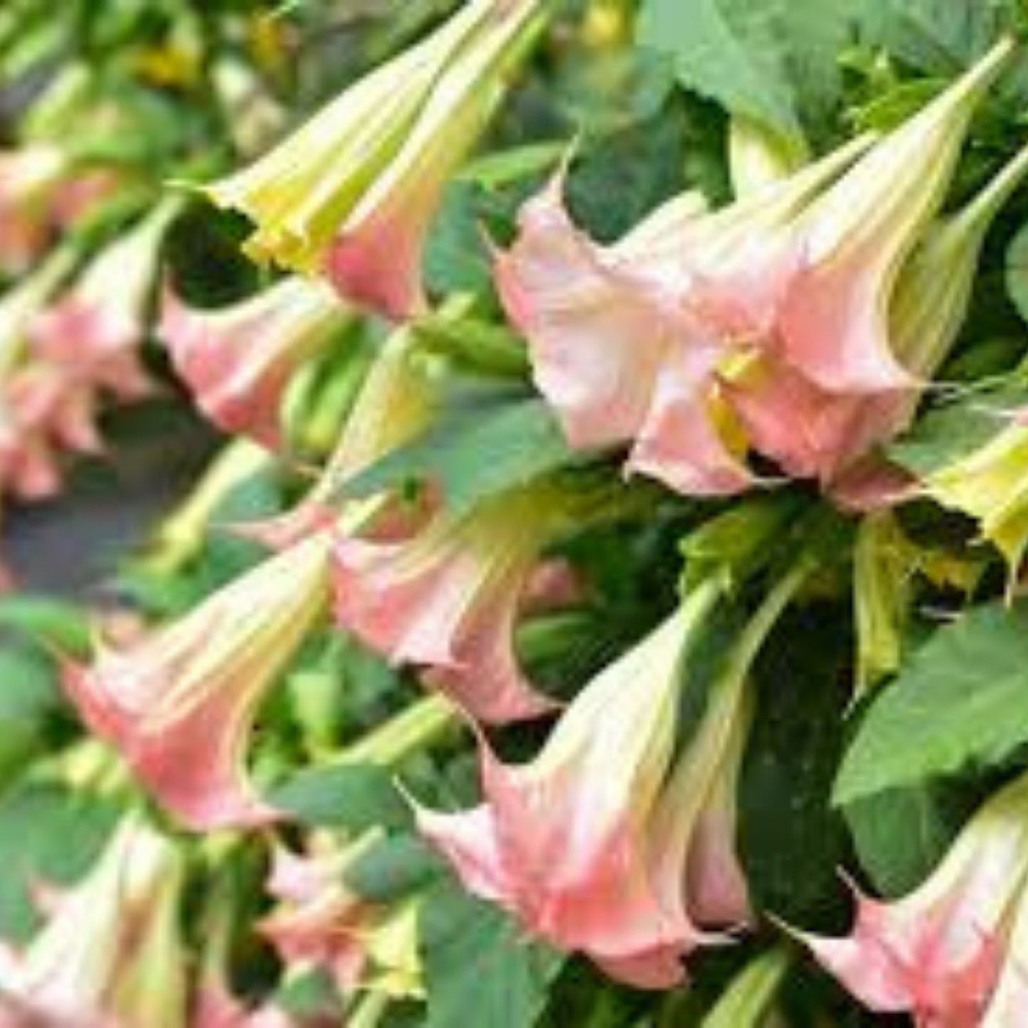 Pink Angel Trumpet Cuttings - 4 Stem Set - Fragrant Flowering Plant - Brugmansia suaveolens