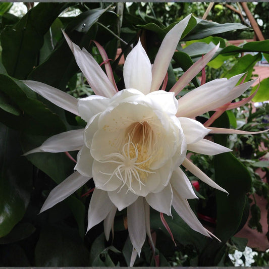 Epiphyllum Cuttings 8-10 Inches Pixie Dust Variety Unrooted Succulent Plant Cuttings