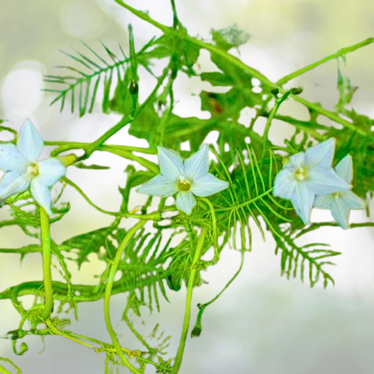 Cardinal Climber Vine Seeds - 50 White Flower Seeds - Morning Glory Pollinator Attractor - Ipomoea x multifida