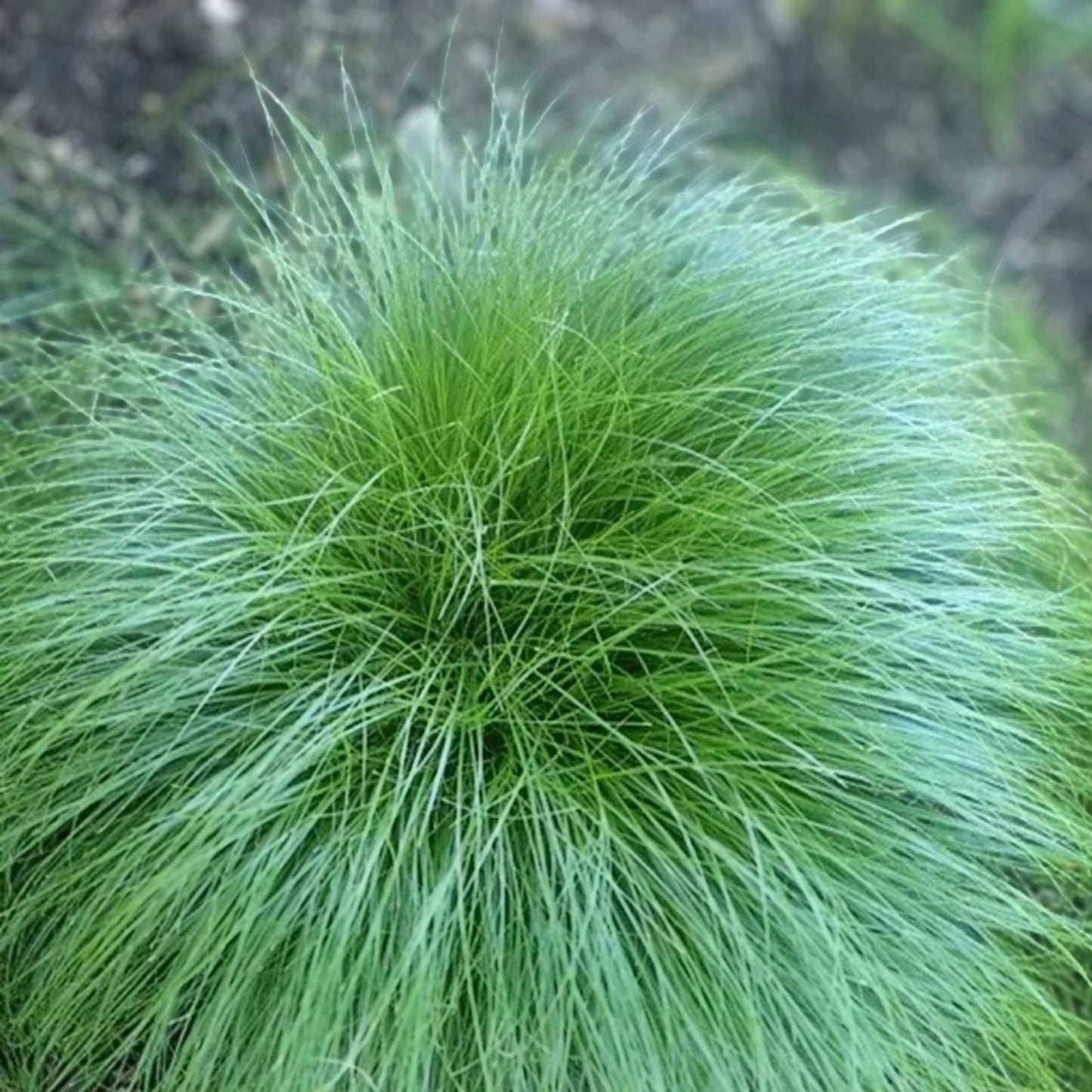 Elephant Grass Seeds 30 Pack Tallest Grass in the World Pennisetum purpureum Ships from Iowa