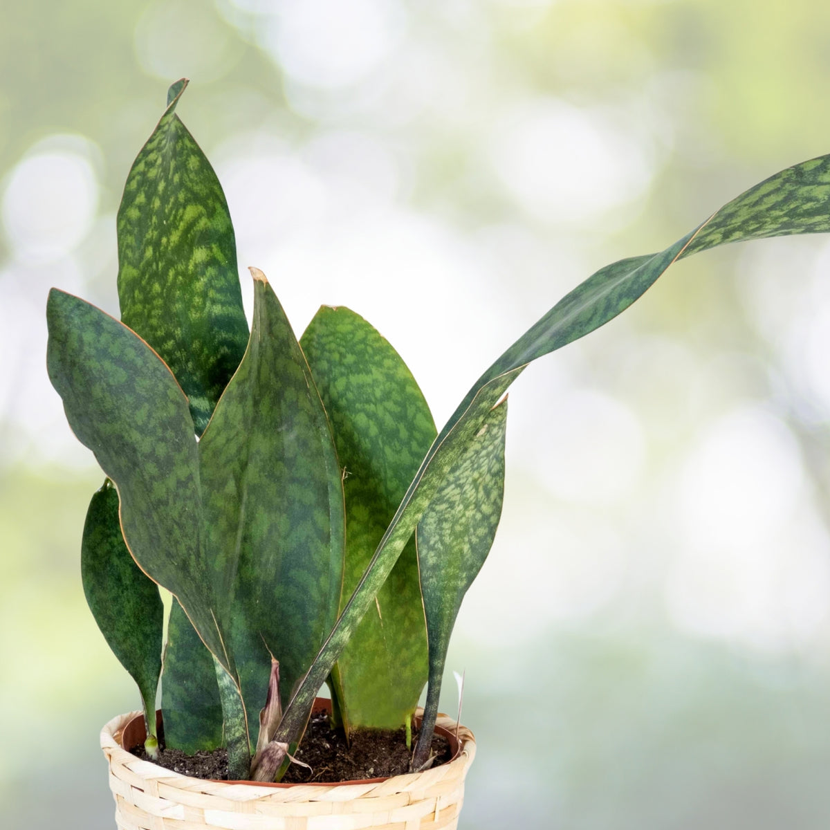 Whale Fin Snake Plant 6 in Pot Dracaena masoniana Large Paddle-Shaped Leaves Architectural Indoor Outdoor Plant