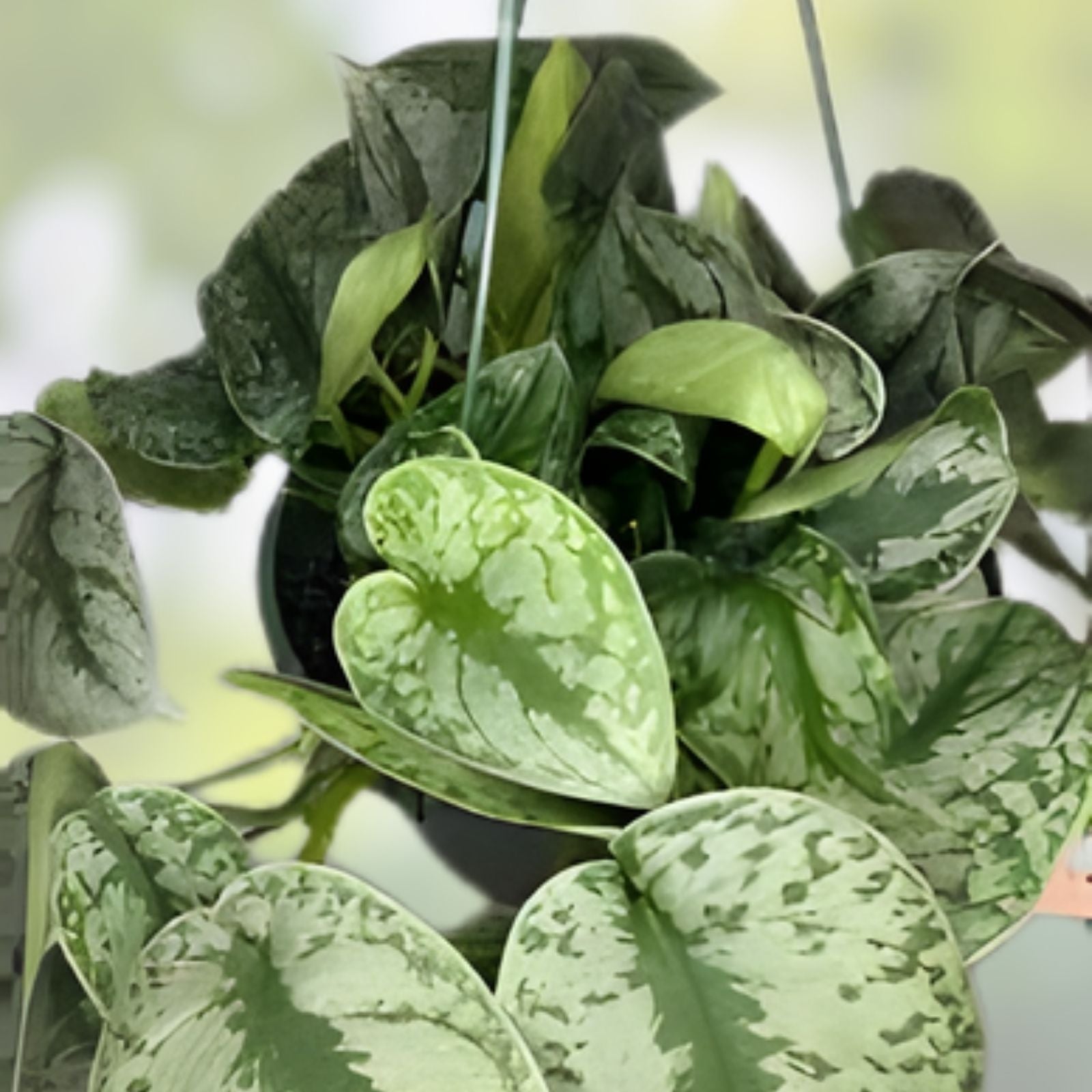Rooted Top Cut Scindapsus Pictus Sooo Silver Plant in Moss – Indoor Houseplant for Home Decor and Gardening
