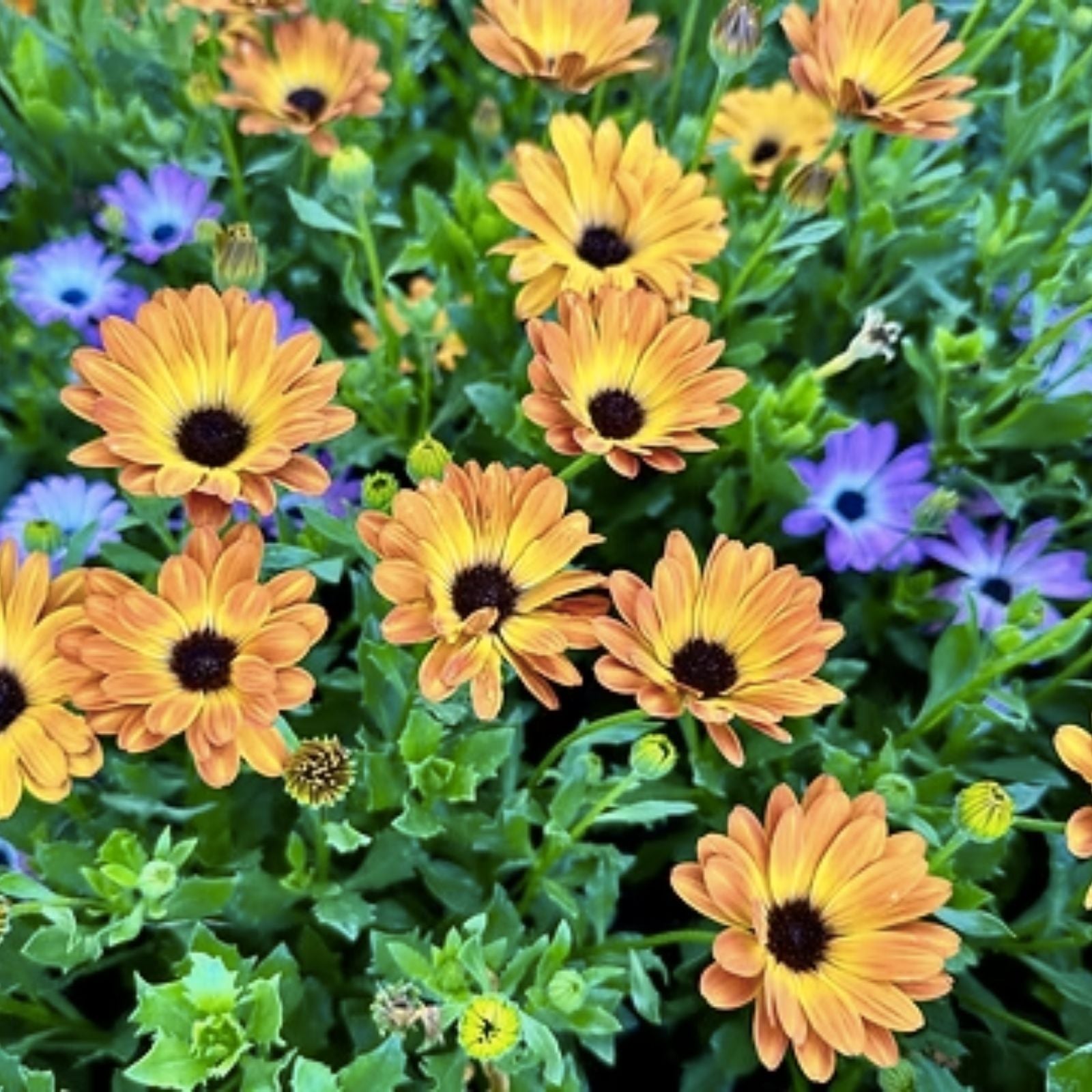 African Orange Daisy Seeds, 200 Organic Perennial Seeds, Osteospermum spp., USA Grown, Free Shipping