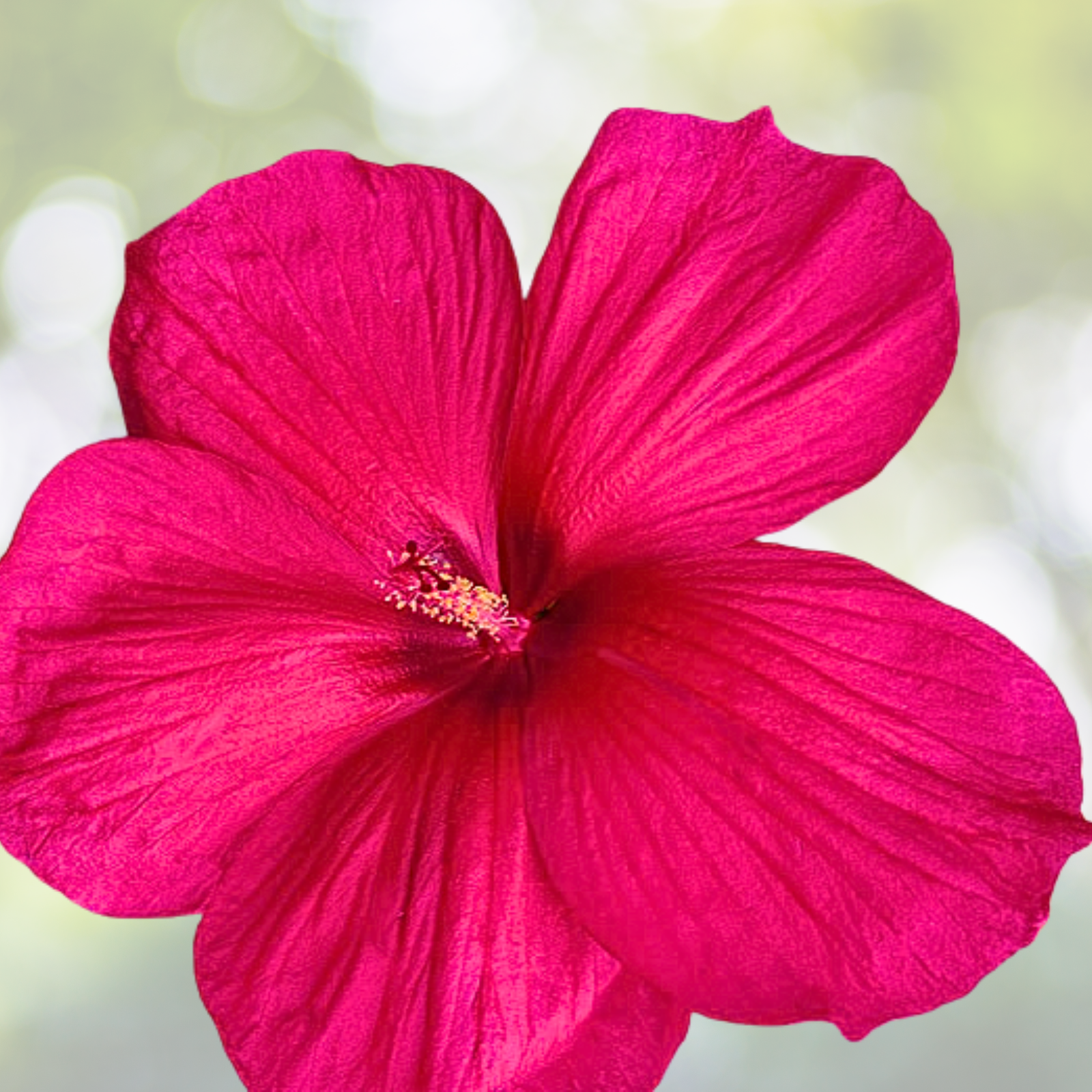 Hardy Hibiscus Starter Plant - Summer Carnival Variety - Approx. 5-7 Inch - Hibiscus moscheutos