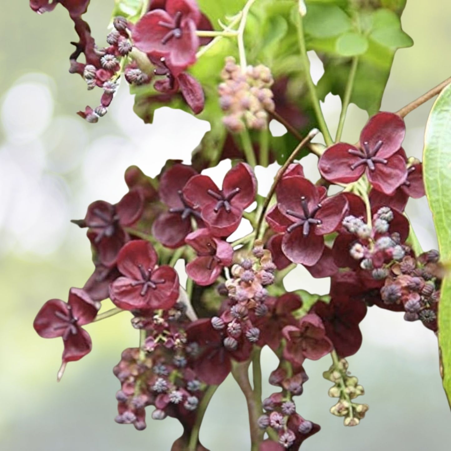 Chocolate Vine Seeds - 5 Count 'Purple Bouquet' Edible Akebia quinata | Free Shipping