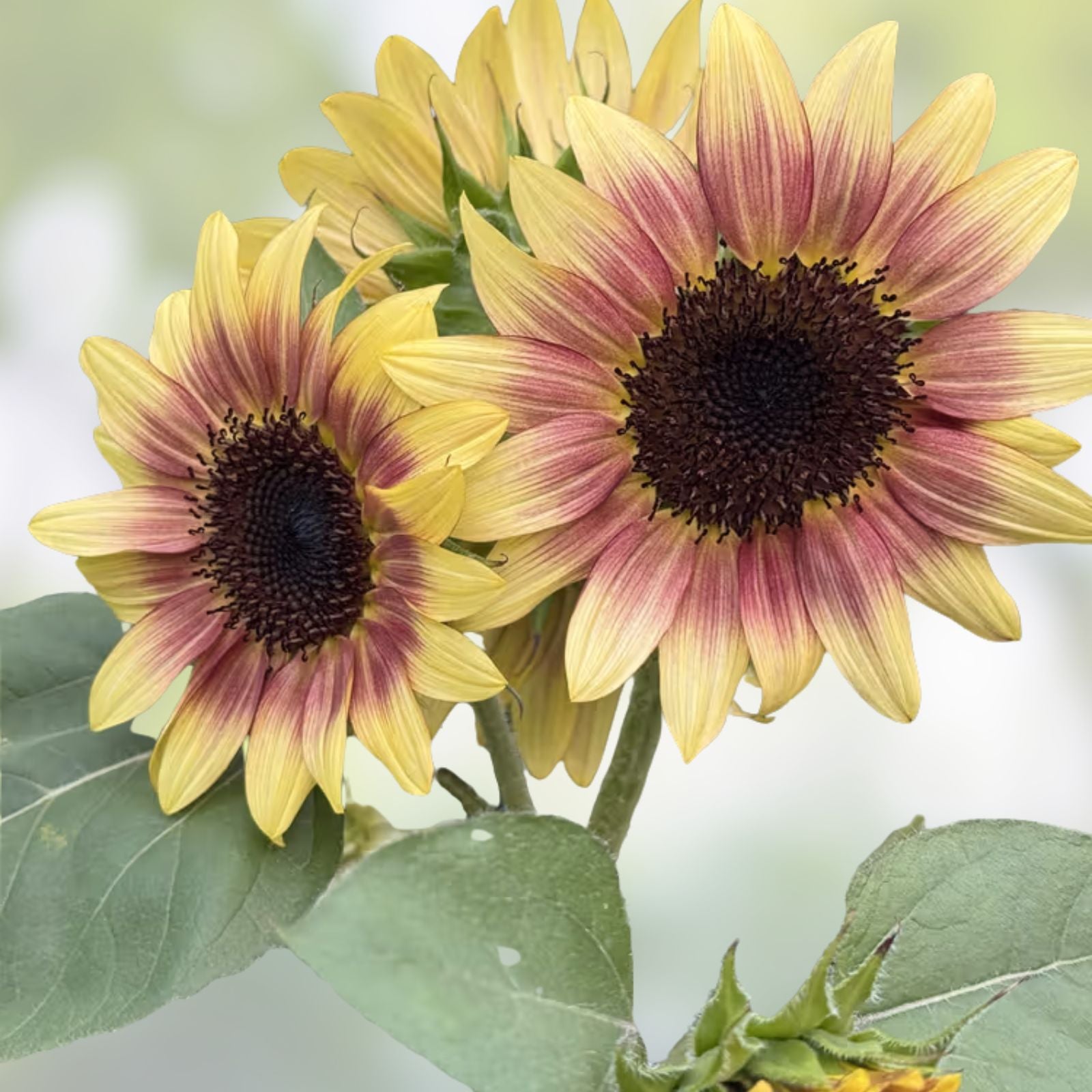 Strawberry Blonde Sunflower Seeds 20 Pack Pink Variety Helianthus Annuus Garden Flower Seeds