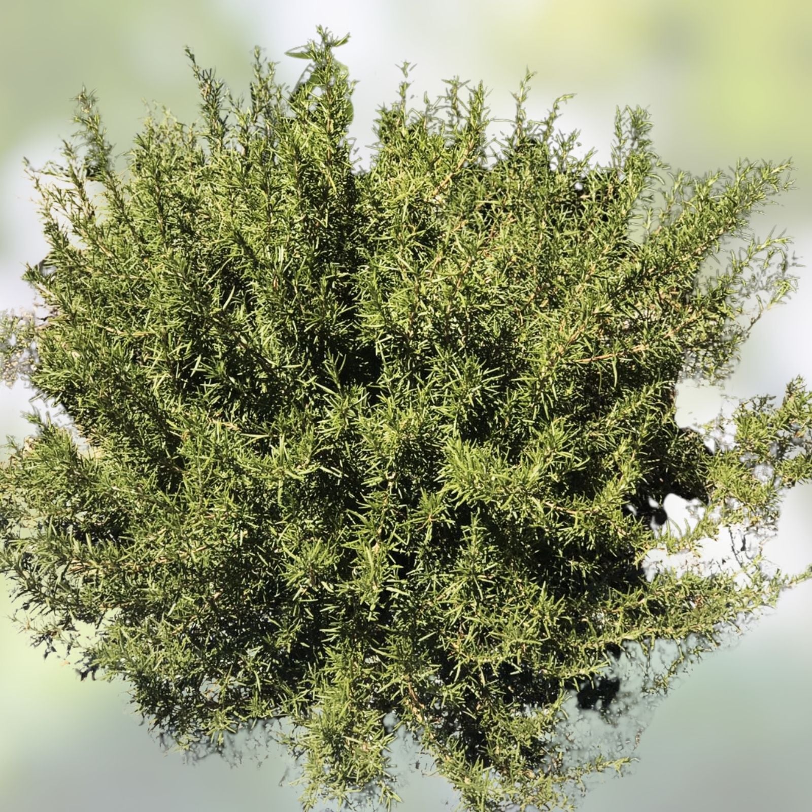 Organic Rosemary Herb Plant Cuttings 12 Pack, 10 Inch, Rosmarinus officinalis, USA Grown, Fresh and Ready to Grow