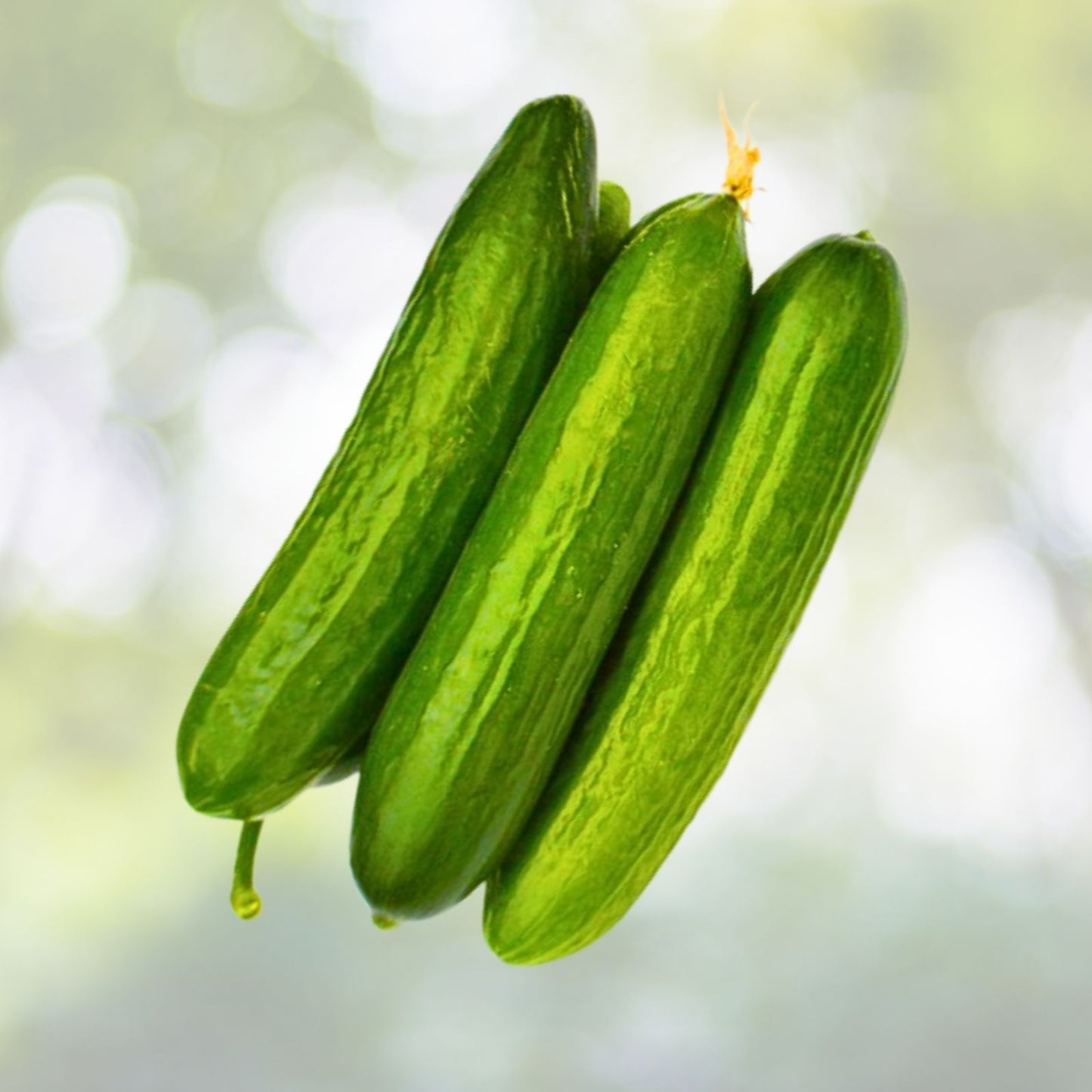 Live Chinese Cucumber Plant - 4" Pot - Crisp & Sweet - Cucumis sativus Seedling - 8" Fruit