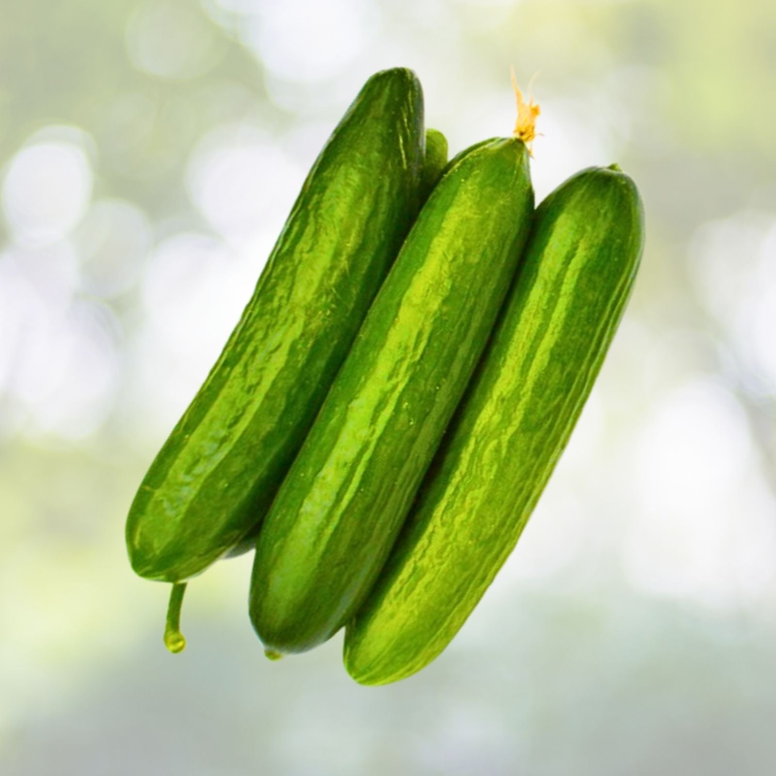 Live Chinese Cucumber Plant - 4" Pot - Crisp & Sweet - Cucumis sativus Seedling - 8" Fruit