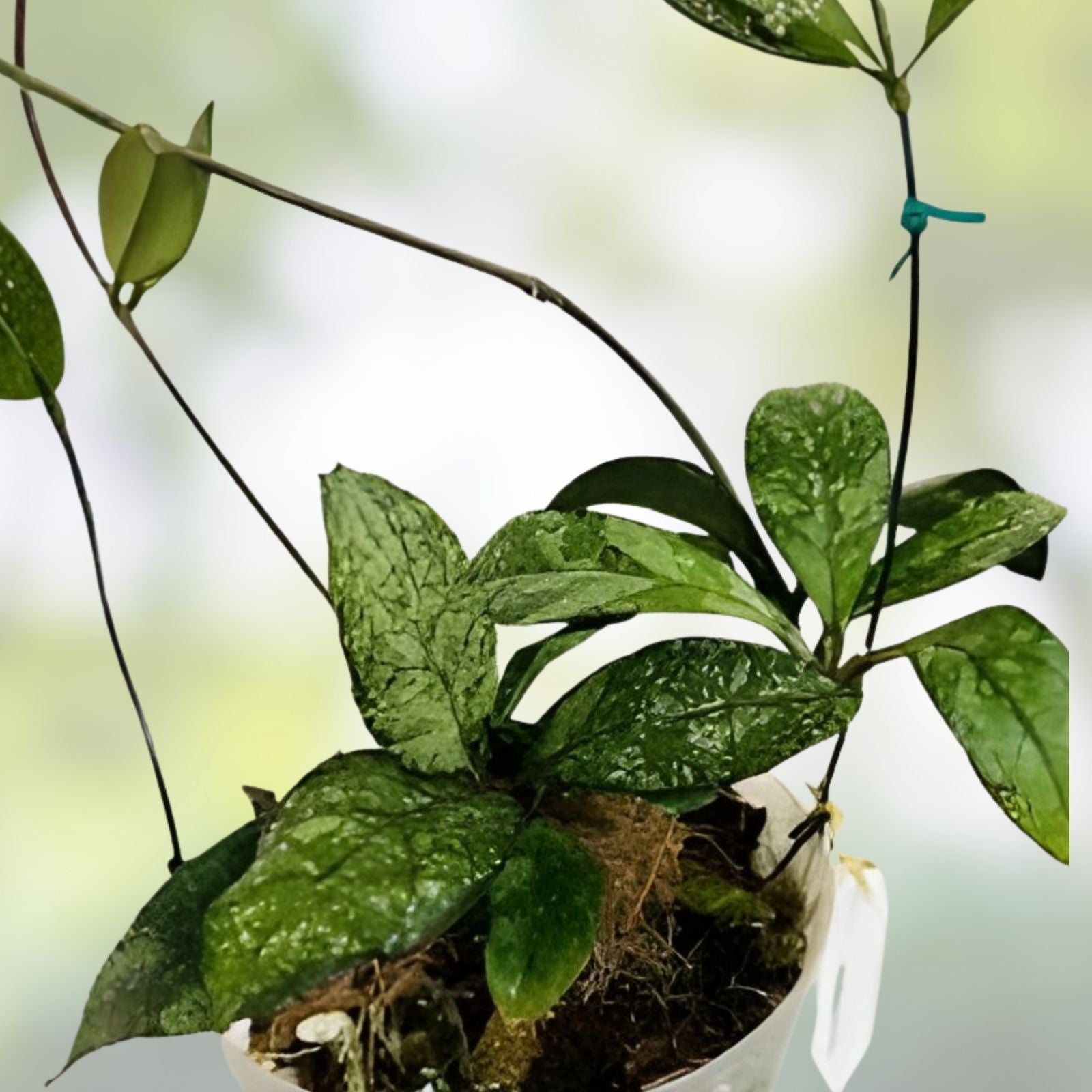 Hoya Crassipetiolata Super Splash Plant - Variegated Houseplant - Exotic Indoor Plant - Hoya crassipetiolata