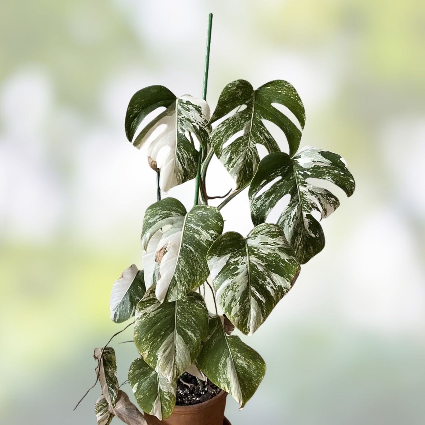 Rooted Variegated Monstera Albo Borsigiana Plant - Rare Indoor Houseplant, Monstera Deliciosa Albo