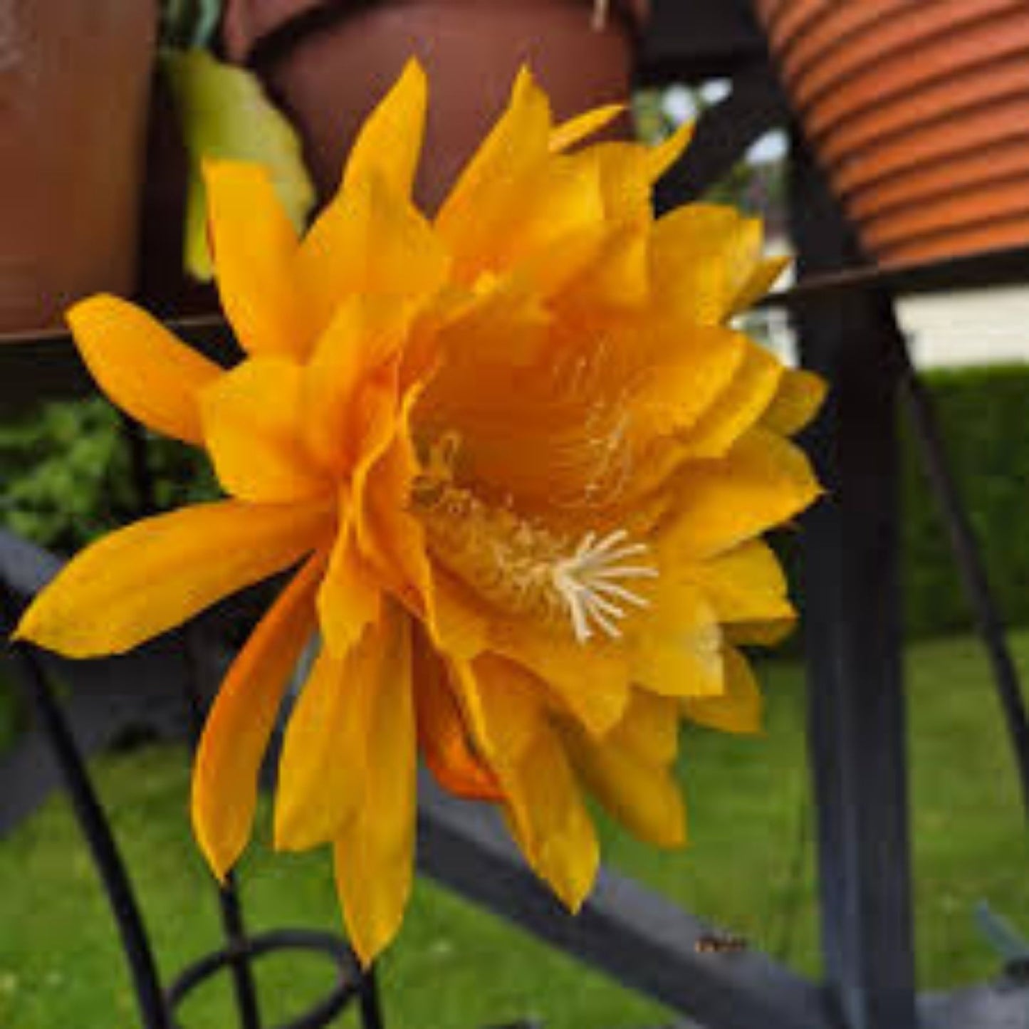 Epiphyllum 'Morning Sunshine' Small Rooted Cutting - Rare Orchid Cactus, Tropical Houseplant, Vibrant Yellow Blooms