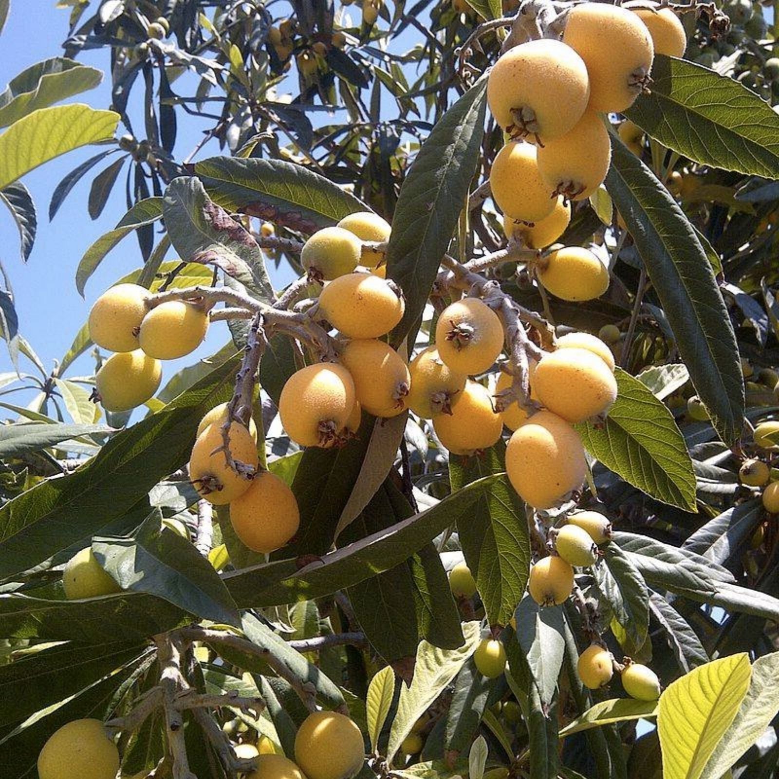 Japanese Yellow Plum Cuttings - 4 Large Edible Fruit Prunus salicina - Fruit Tree Propagation, Garden Planting, Edible Fruit Cuttings
