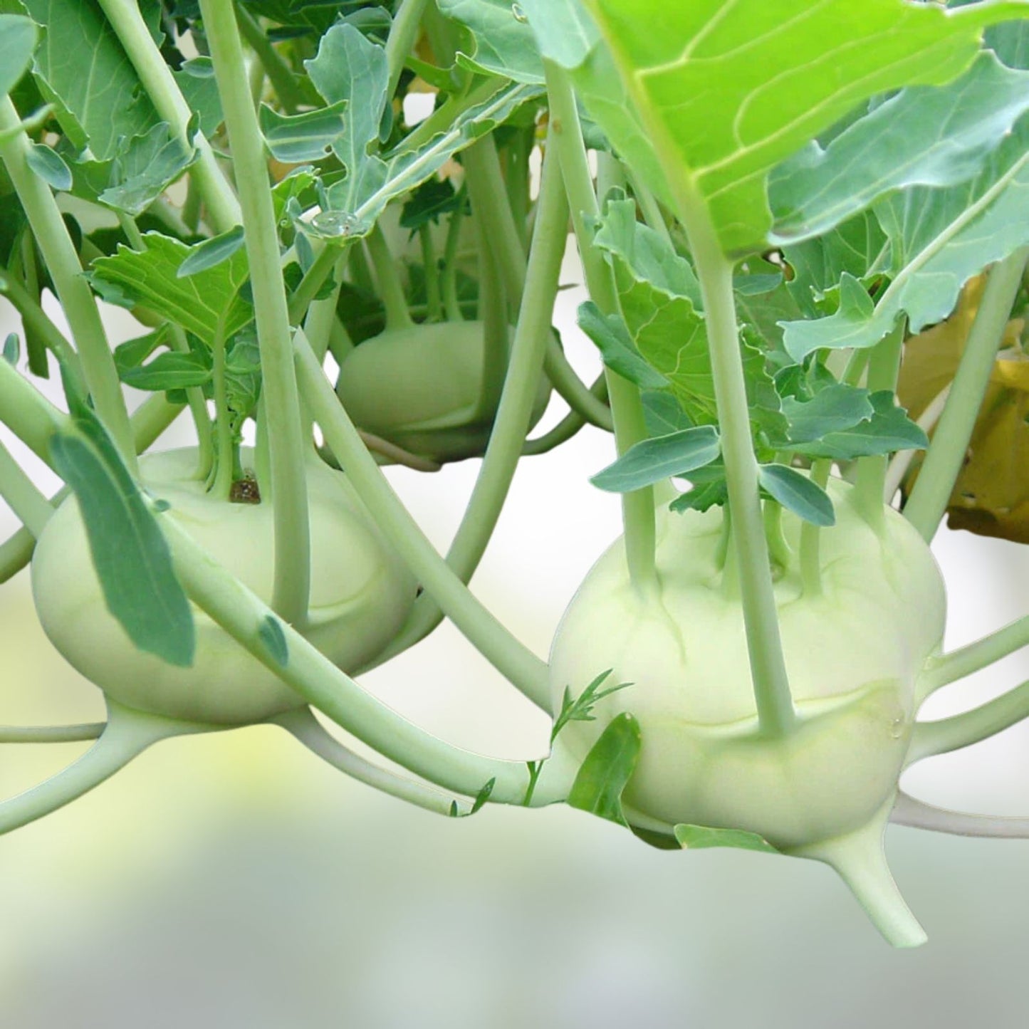 Kohlrabi Seeds Early White Vienna Heirloom Non-GMO 25+ Brassica oleracea Vegetable Seeds