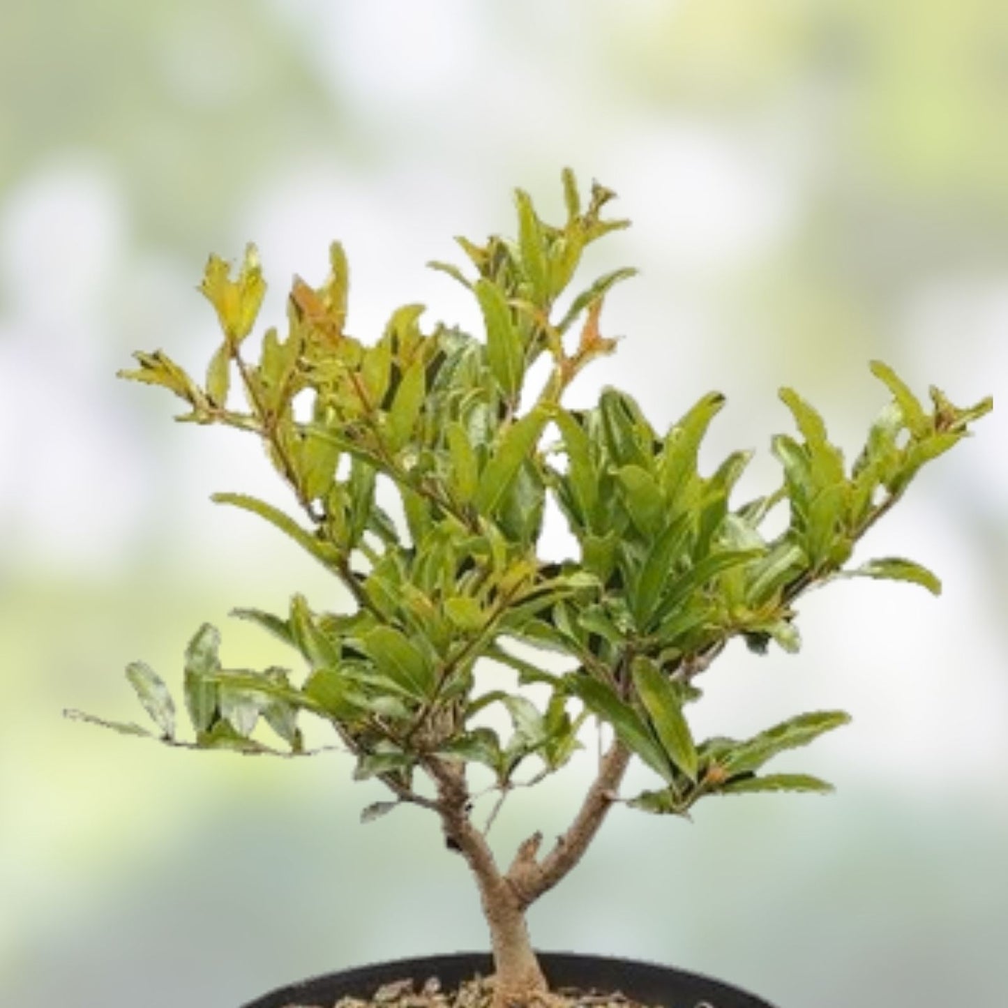 Mame Bonsai Tree 9” Tsukumo Cypress Chamaecyparis Pisifera in Chinese Pot, Miniature Decorative Plant, Indoor Garden Accessory
