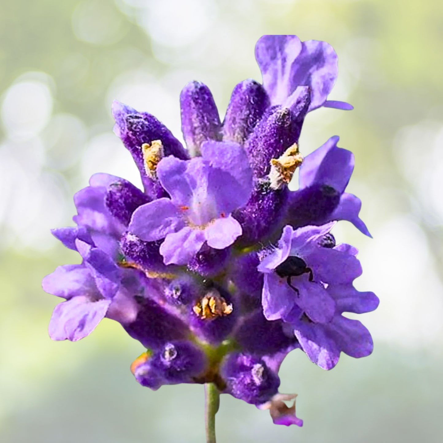 Live Plant - 11" Lavender Pink Dark Maroon - Perfect for Home Decor - Ideal for Indoor Gardening - (Scientific Name Unknown)