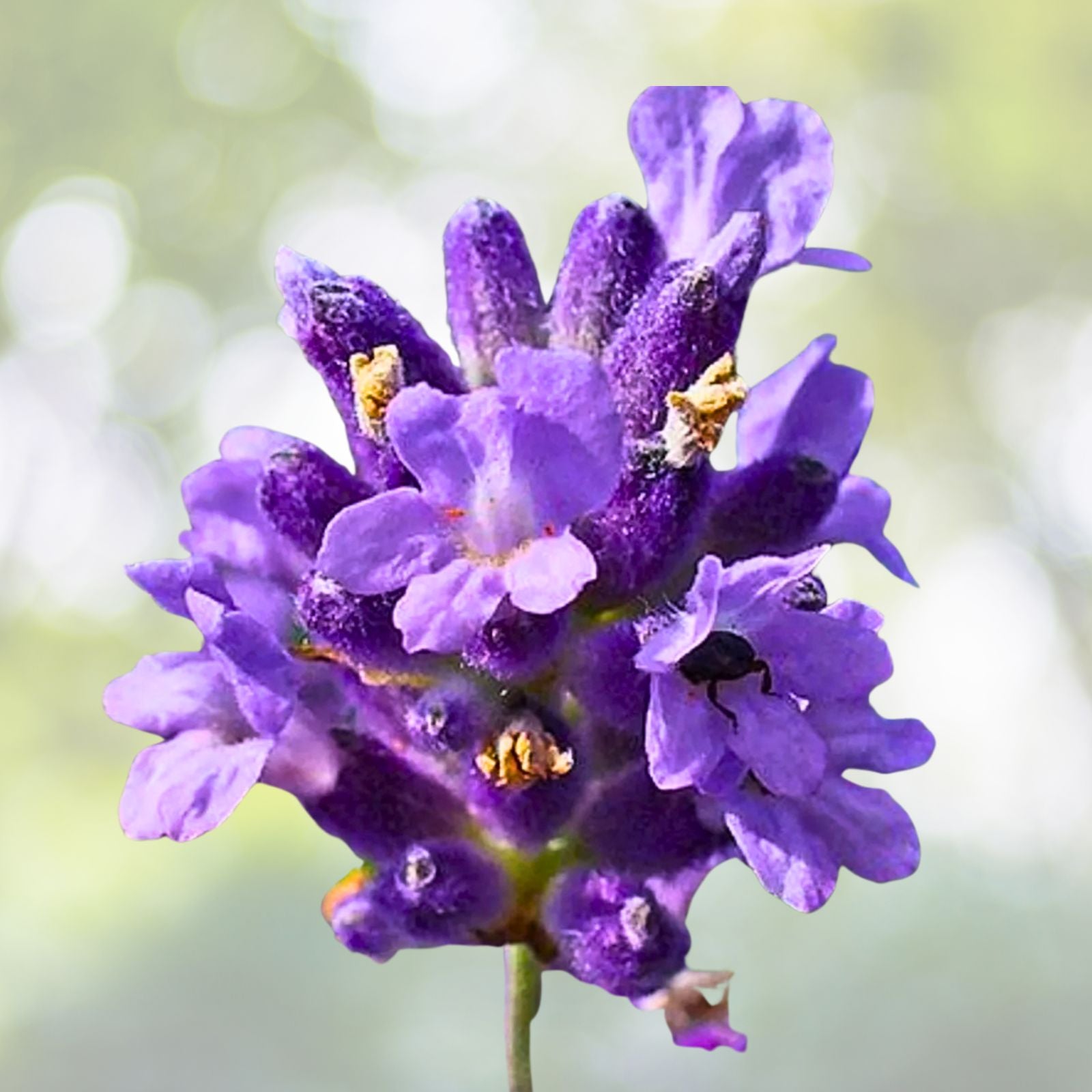 Live Plant - 11" Lavender Pink Dark Maroon - Perfect for Home Decor - Ideal for Indoor Gardening - (Scientific Name Unknown)