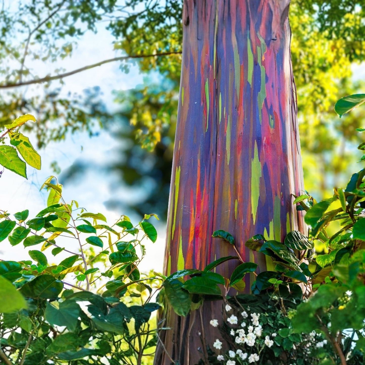 Rainbow Eucalyptus Tree Seeds - 50 Seeds - Colorful Bark - Eucalyptus deglupta - Tropical Ornamental Tree Seeds