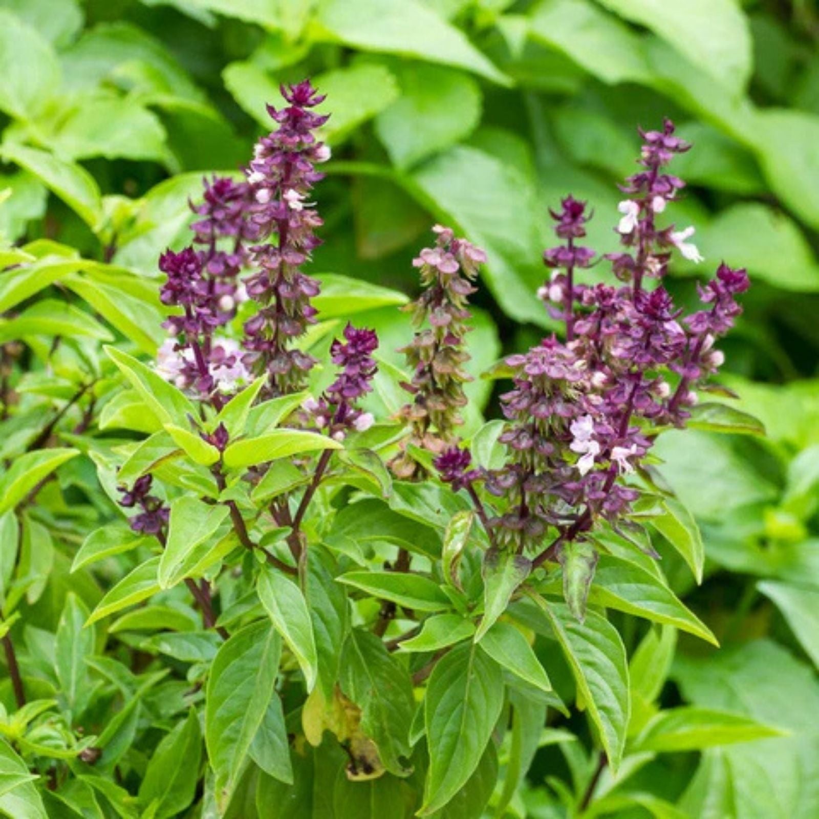Thai Basil Seeds - 50+ Licorice Flavor Herb Seeds - Ocimum basilicum - Annual Herb for Full Sun to Partial Shade