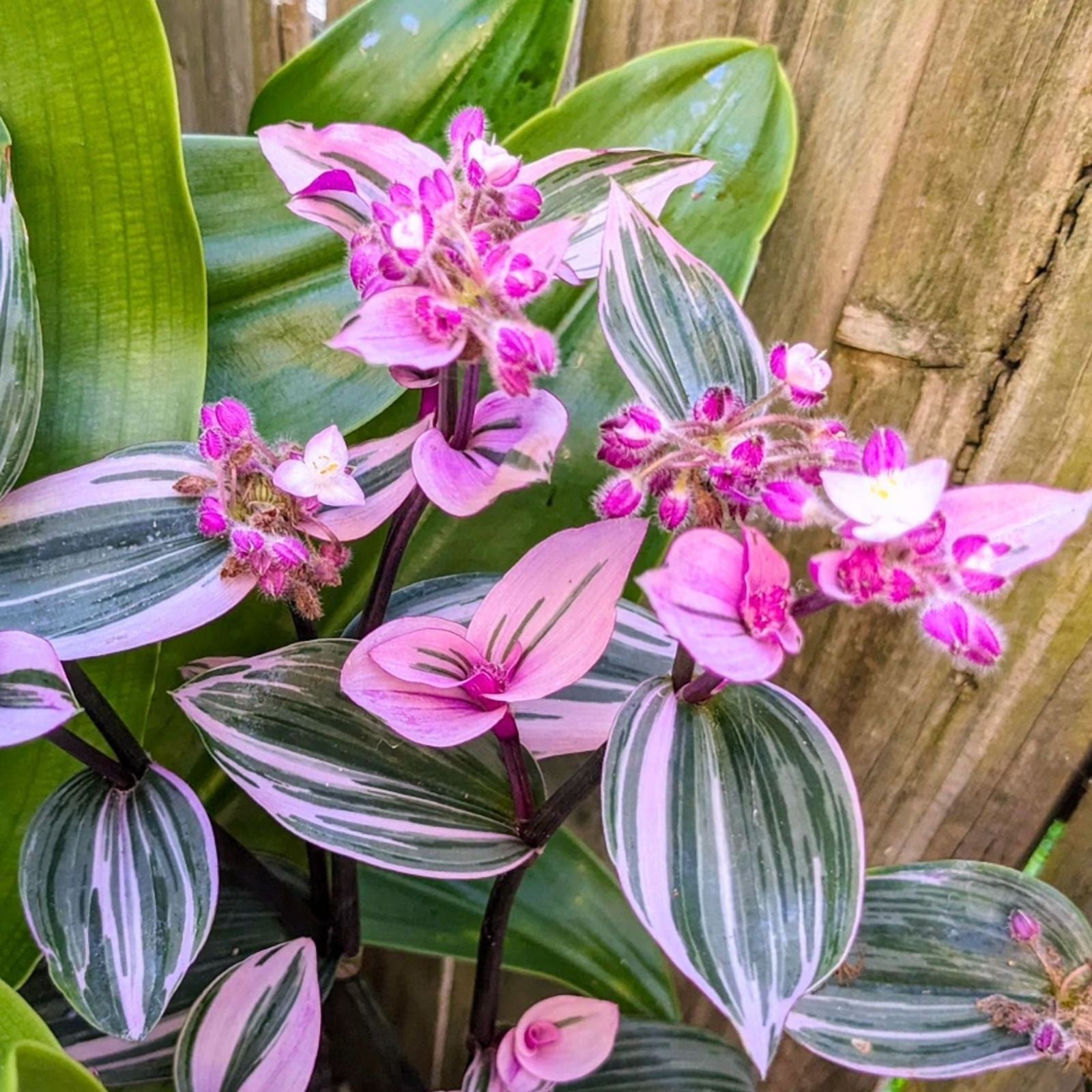 Live Wandering Jew Houseplant - 2-4" Tradescantia Zebrina - Easy Care Indoor Succulent for Home Décor and Gardens