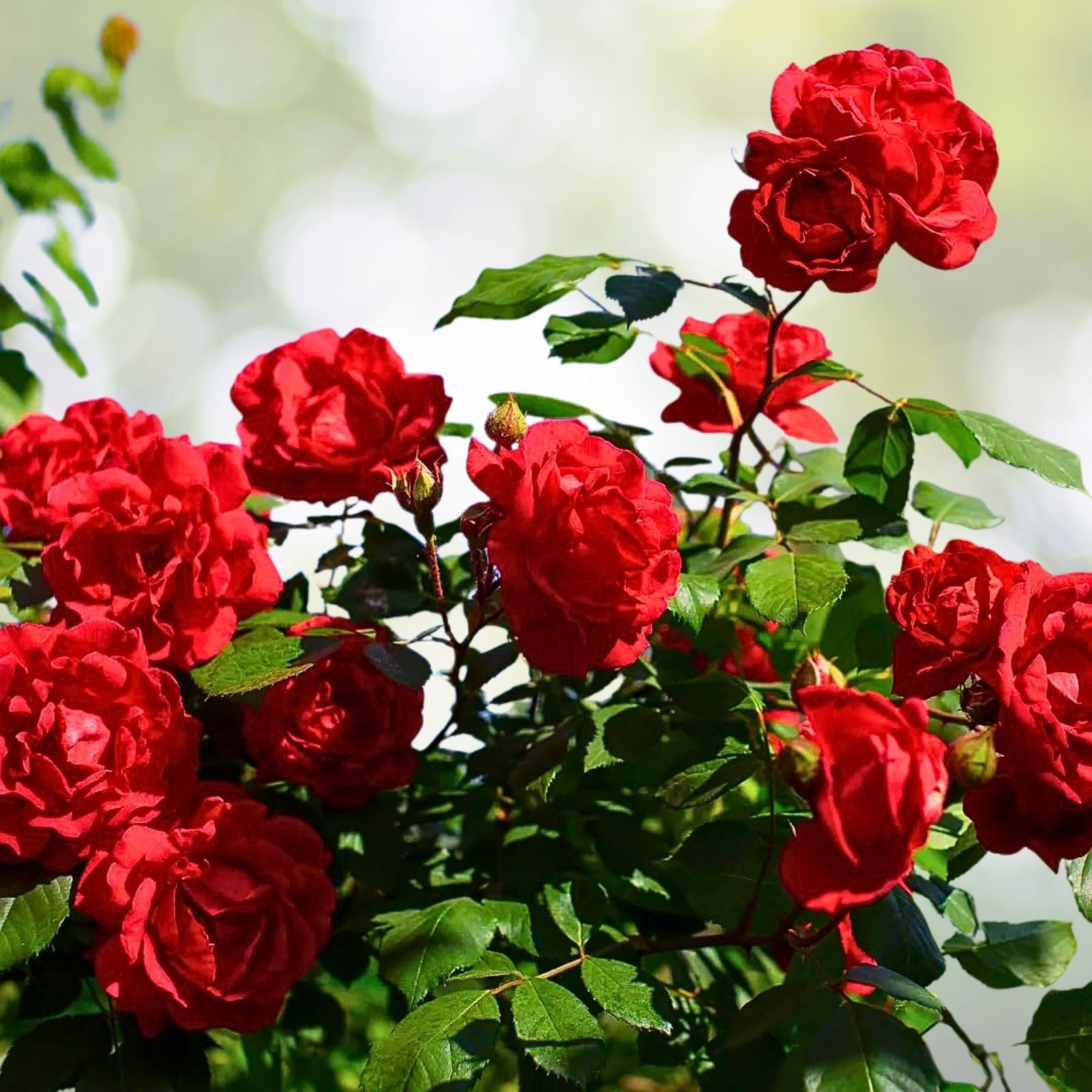 Rose Bush Cuttings - 3 Unrooted Velvet Red Live Plants - Shrub Graft Rosa spp.