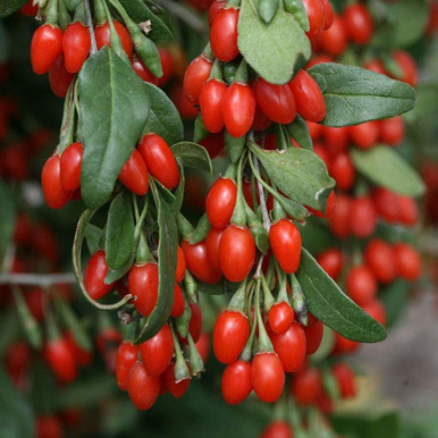 Goji Berry Cuttings Bulk Wholesale 100 Pack - Vigorous Lycium barbarum Plant for Gardening and Landscaping