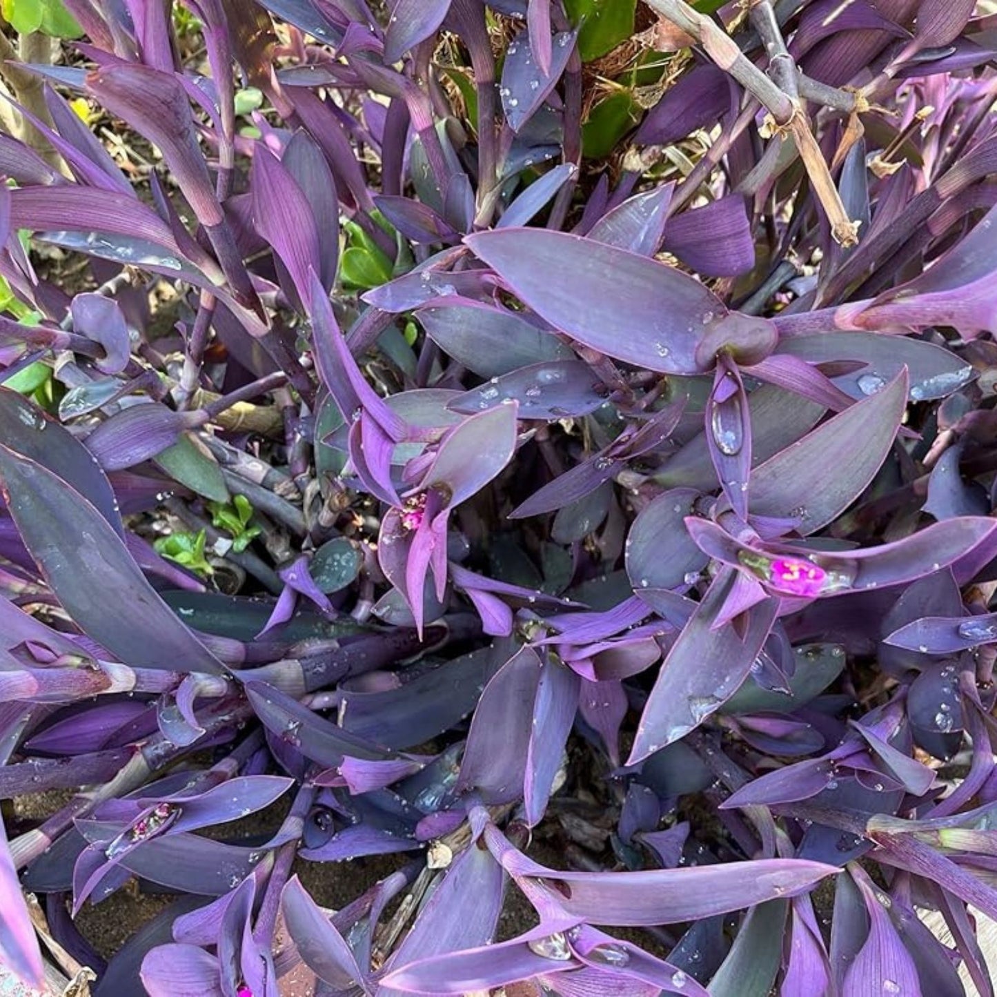 Purple Heart Cuttings 8 Stem Set - Tradescantia Pallida Purpurea - Indoor Plant for Home Decor and Gardening