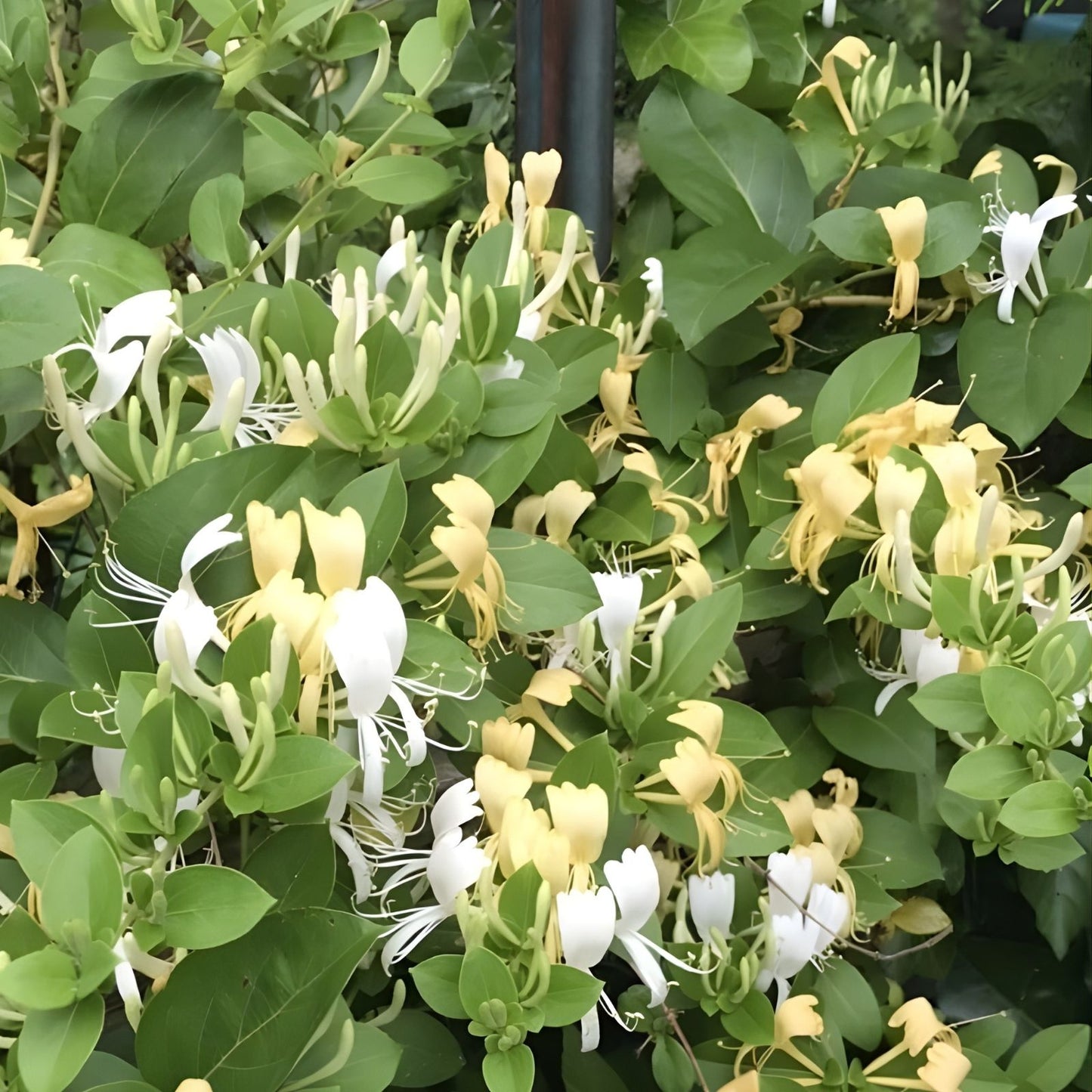 Unrooted Hal's Honeysuckle Cuttings – 6 Fresh Lonicera Vines – 4-6” Long – Fragrant, Hardy, Ornamental Climbing Plant