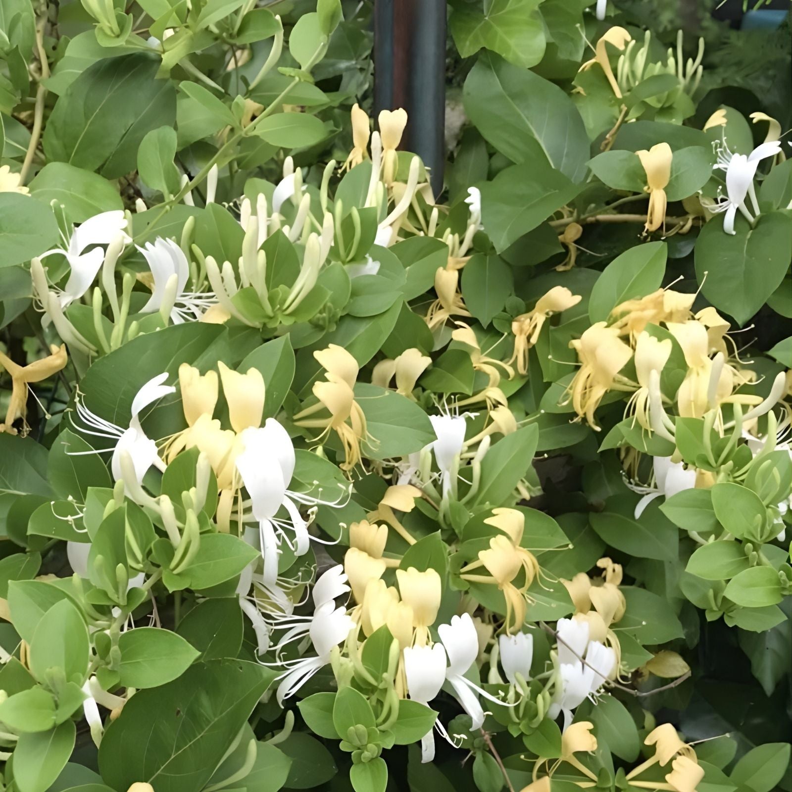 Unrooted Hal's Honeysuckle Cuttings – 6 Fresh Lonicera Vines – 4-6” Long – Fragrant, Hardy, Ornamental Climbing Plant