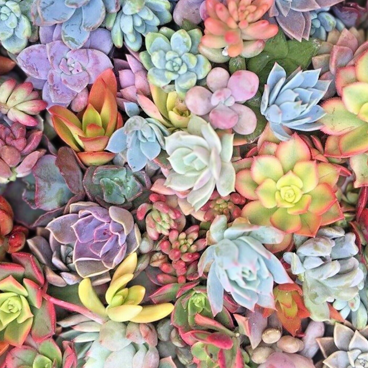 Live Unrooted Succulent Cuttings 25 Mixed Pastel Rosettes Red Jade for DIY Arrangements and Crafts