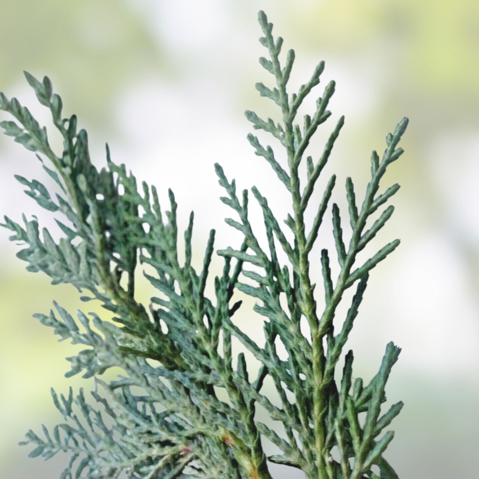 Unrooted Leyland Cypress Cuttings – 75 Fresh Planting Clippings – Cupressocyparis leylandii Garden Trees