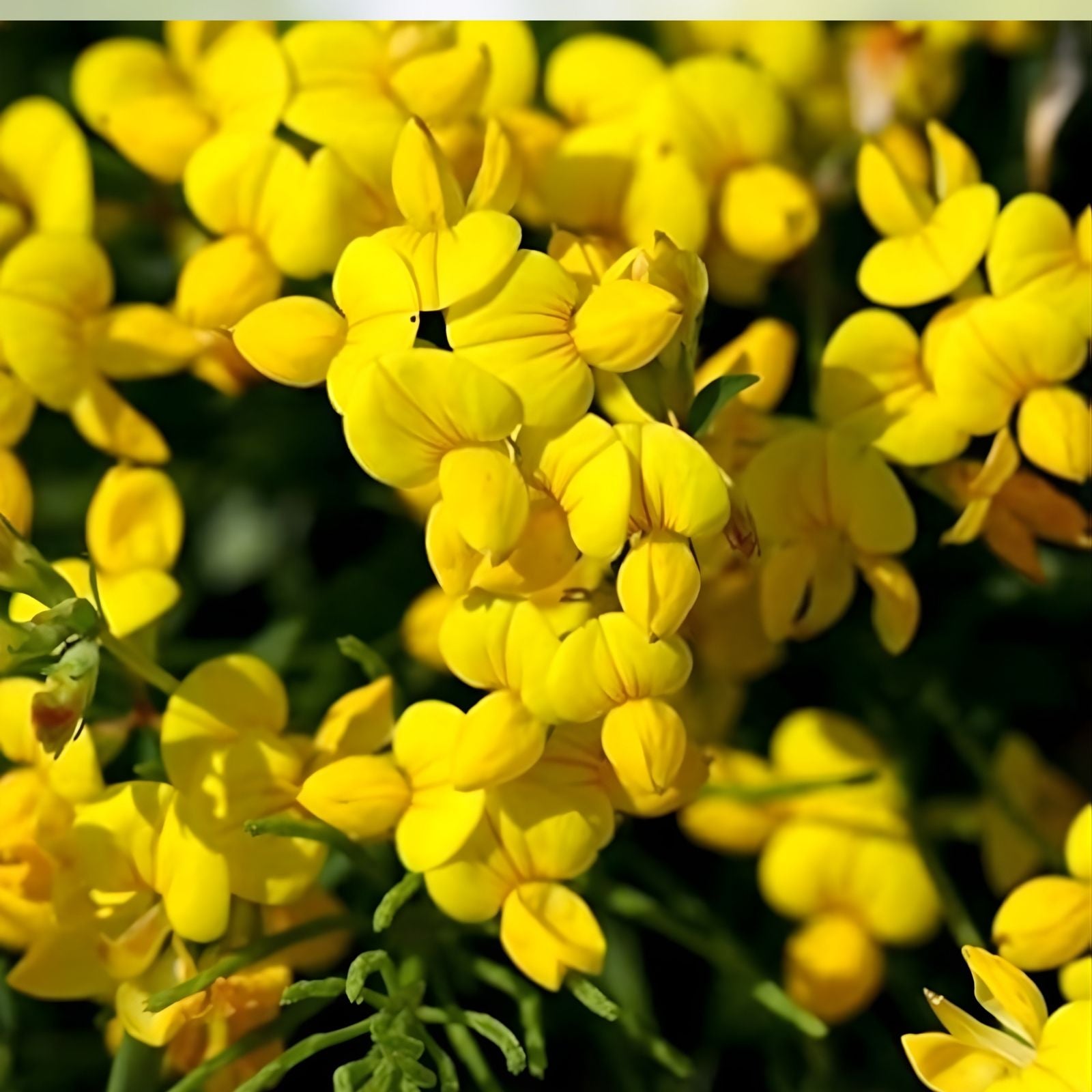 Birdsfoot Trefoil Seed 5 Pounds Forage Legume Lotus corniculatus for Pasture Hay Silage