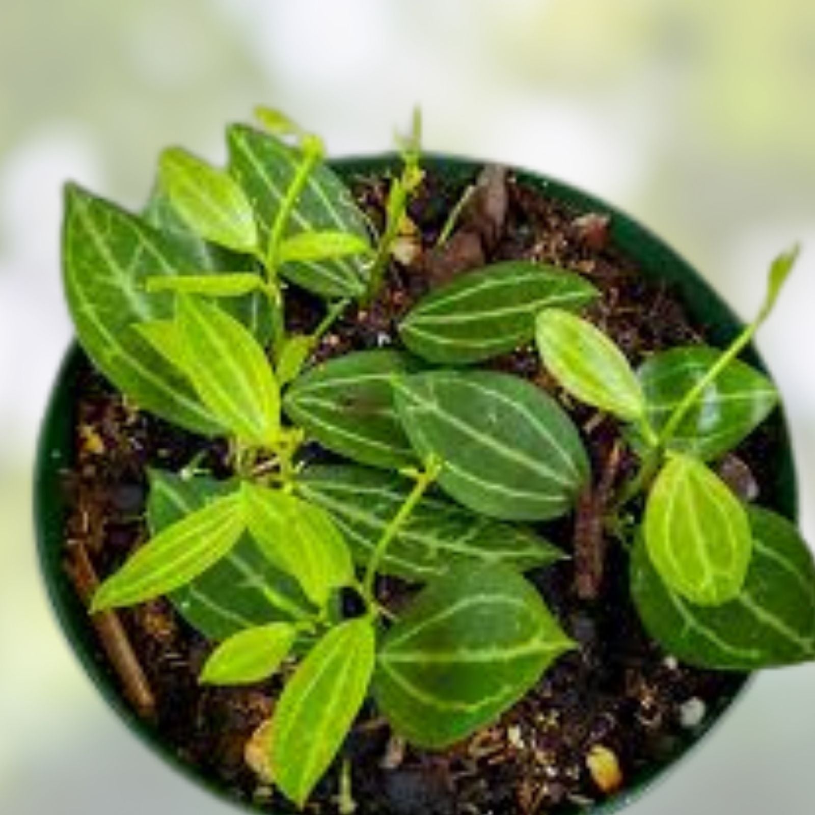 Dischidia Ovata Cutting - Succulent Plant - Tropical Houseplant - Easy Care Propagation Variety