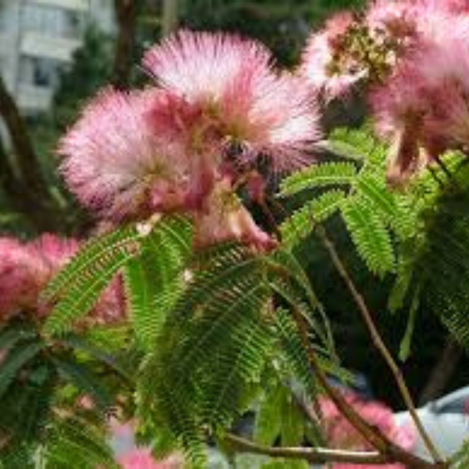30 Persian Silk Tree Seeds - Summer Mimosa, Albizia julibrissin, Silk Tree Seeds for Planting, Ornamental Tree Seeds