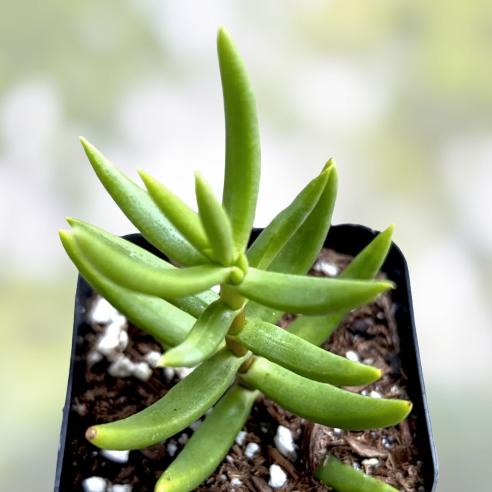 Crassula Tetragona Mini Pine Tree Succulent Cuttings Lot of 5 – 5-6" Fresh Decorative Succulents