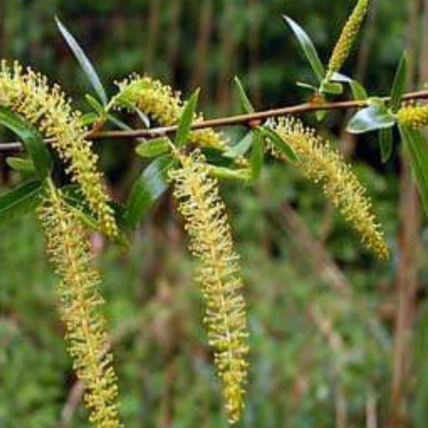 Black Willow Tree Cuttings 6 Pack - Fast Growing Salix nigra, Ornamental, Live Planting Material