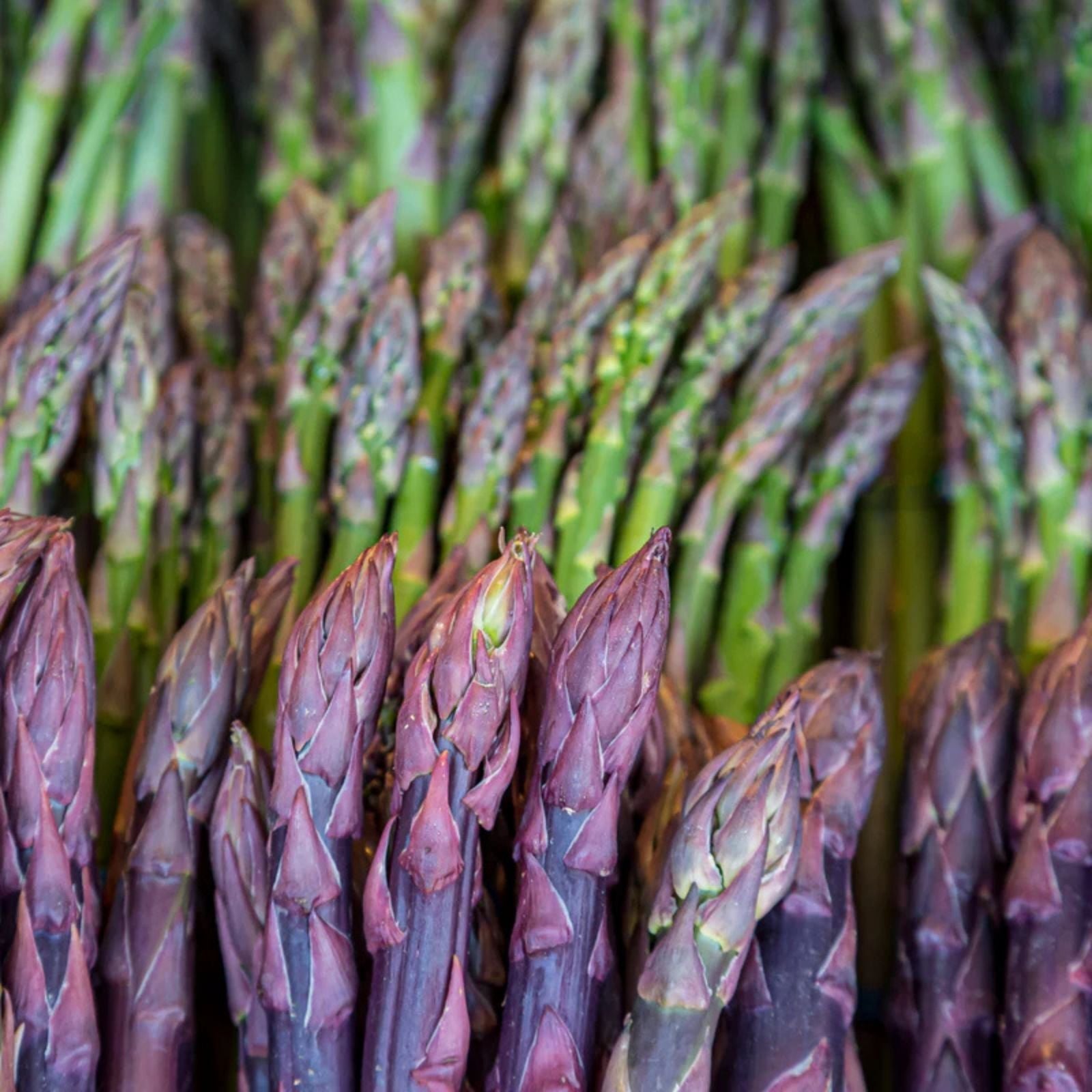 Asparagus Bare Root Plants 2 Year Crowns Jersey Knight Variety Easy to Grow Asparagus officinalis