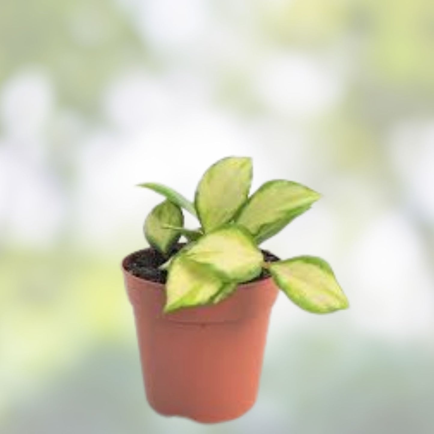 Hoya Heuschkeliana Variegated Plant Cutting | Tropical Indoor Plant | Unique Foliage for Home Decor