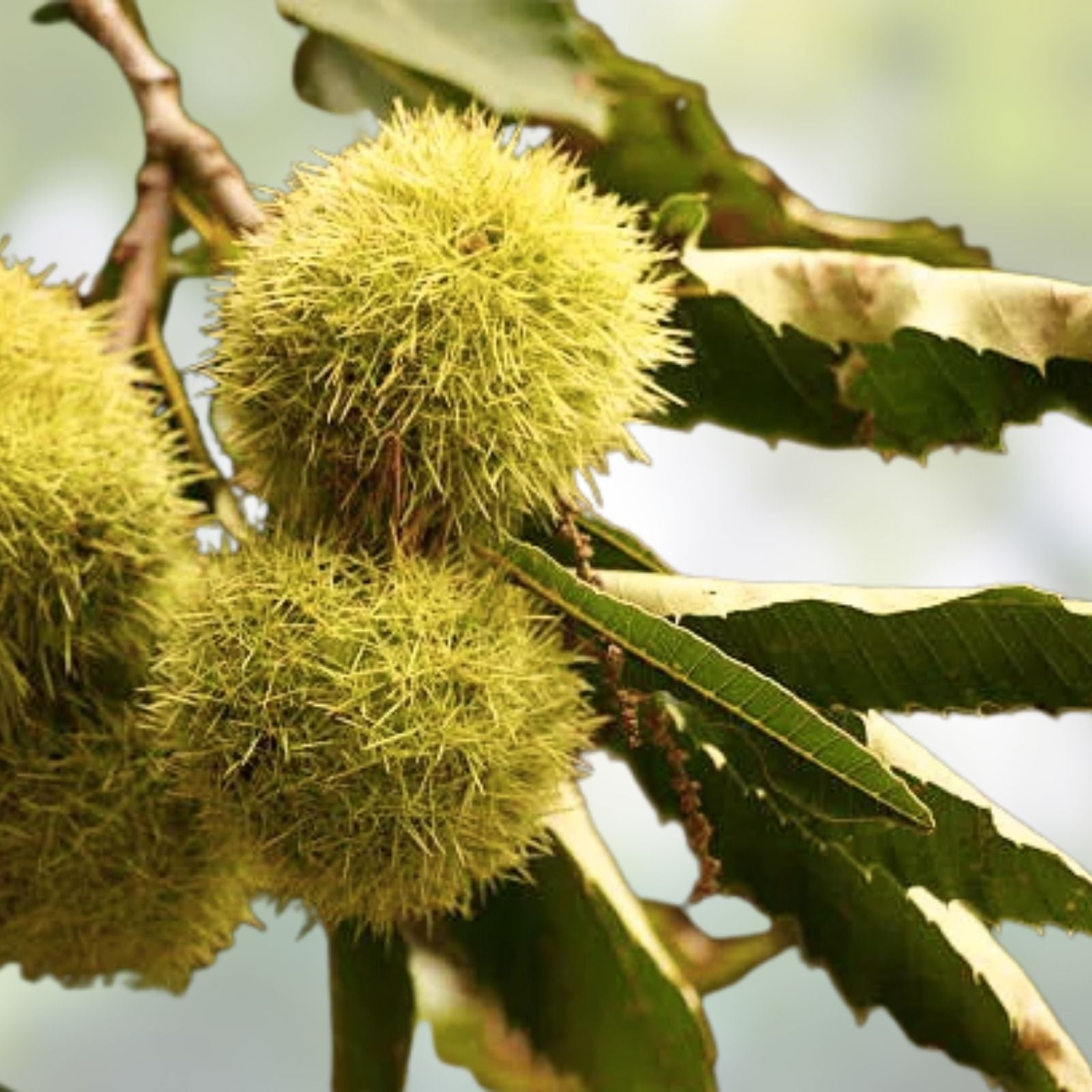 Colossal Chestnut Tree Seeds – Large Size for Growing Huge Chestnuts – Castanea sp.