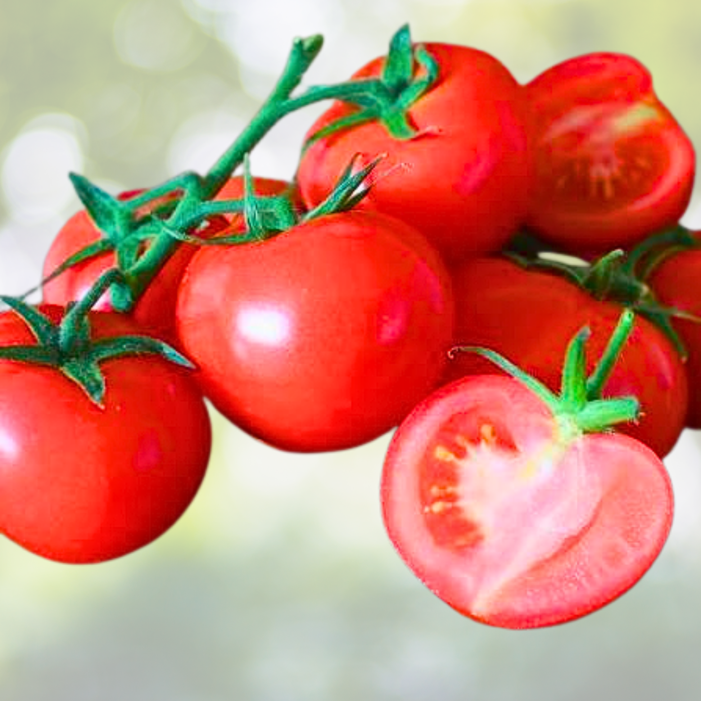 Dwarf Tomato Seeds 50 Count - Siberian Heirloom, Cool Weather, Non-GMO - Perfect for Gardens and Containers